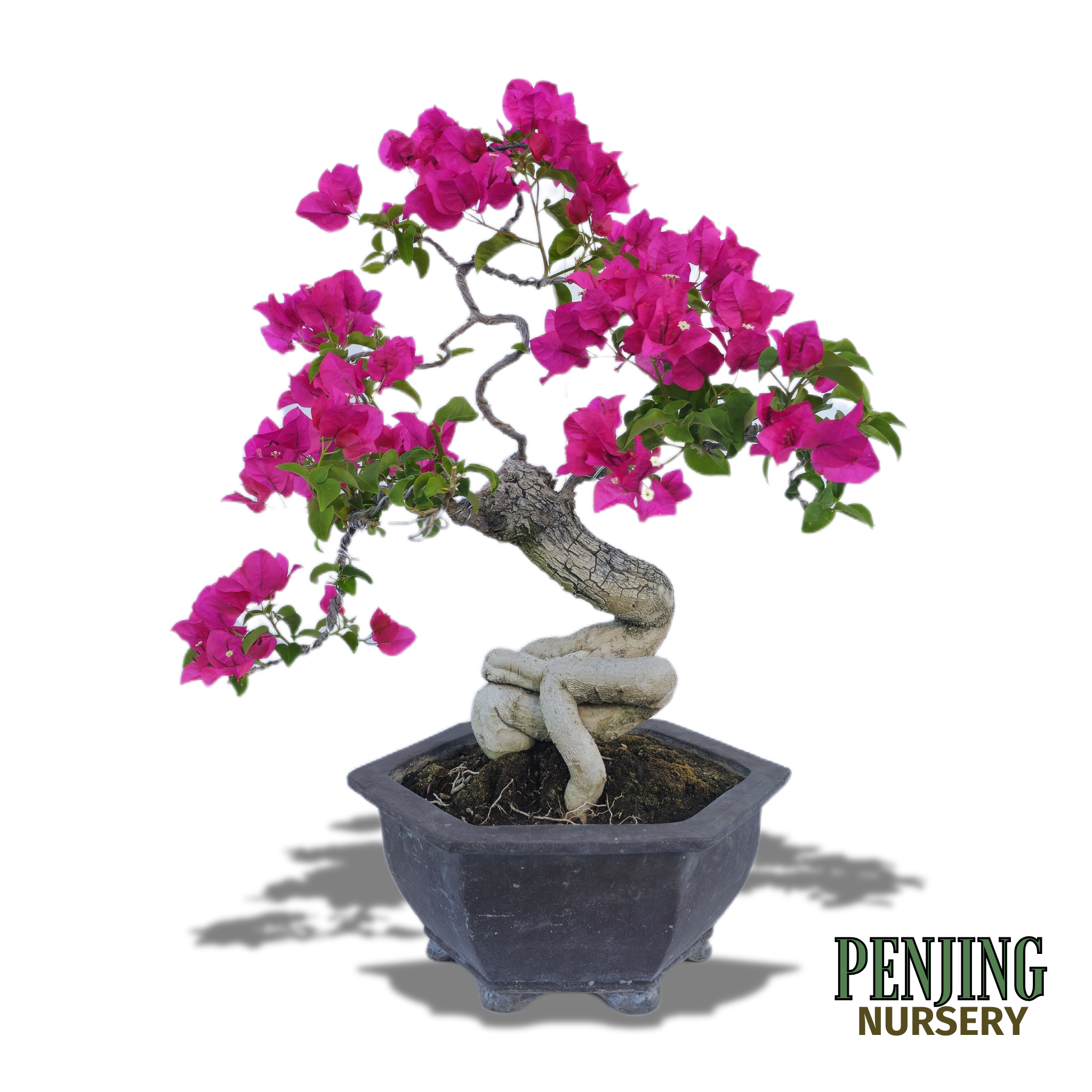 Bougainvillea Bonsai – PenJing Nursery