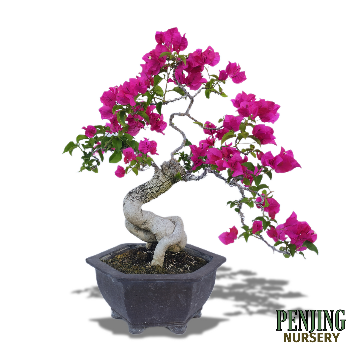 Bougainvillea Bonsai