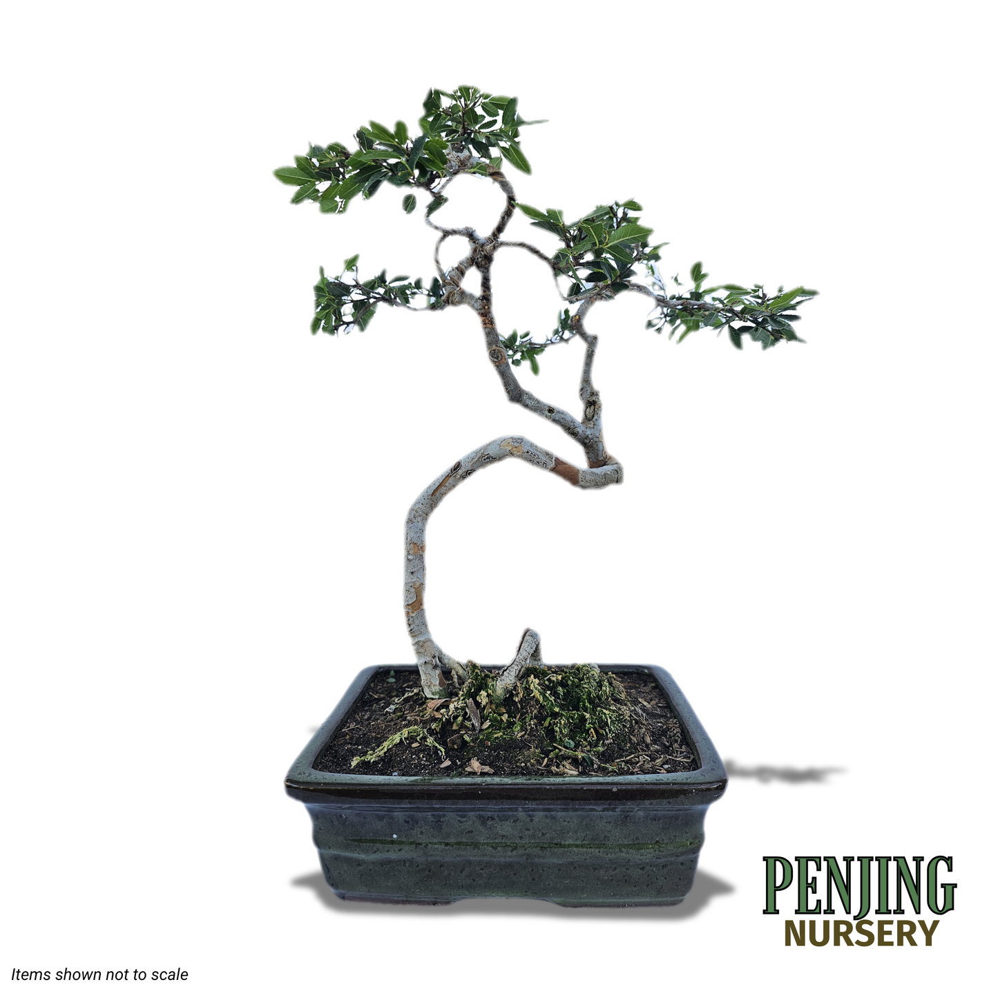 Chinese Elm Bonsai