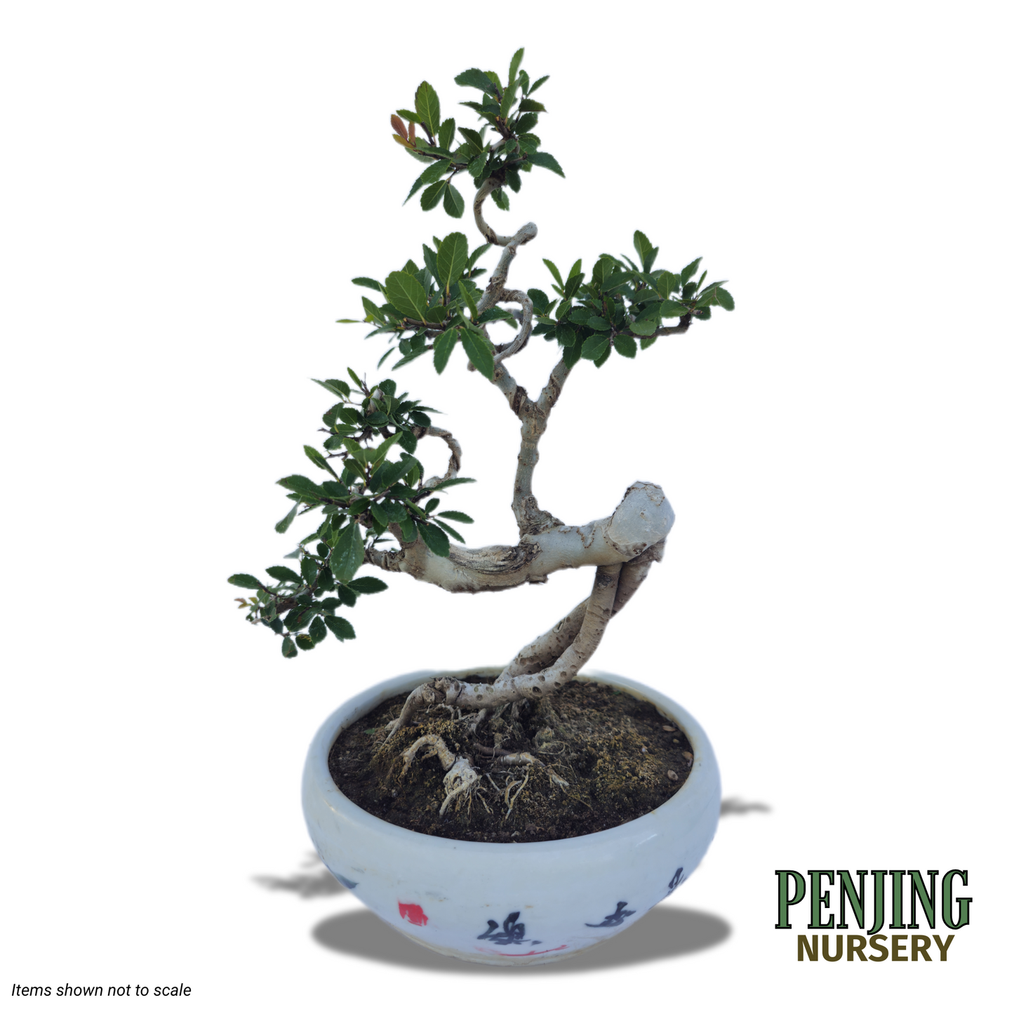 Chinese Elm Bonsai