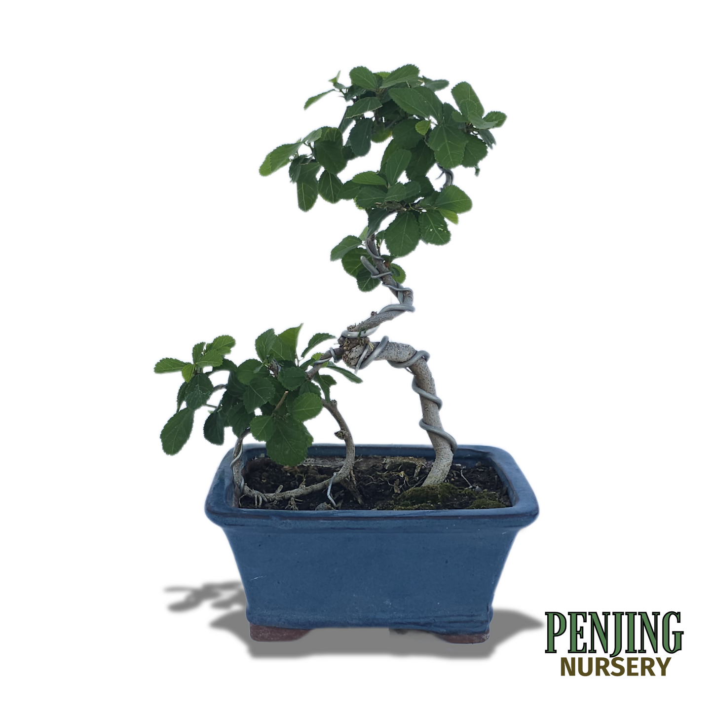 Grewia Caffra Bonsai