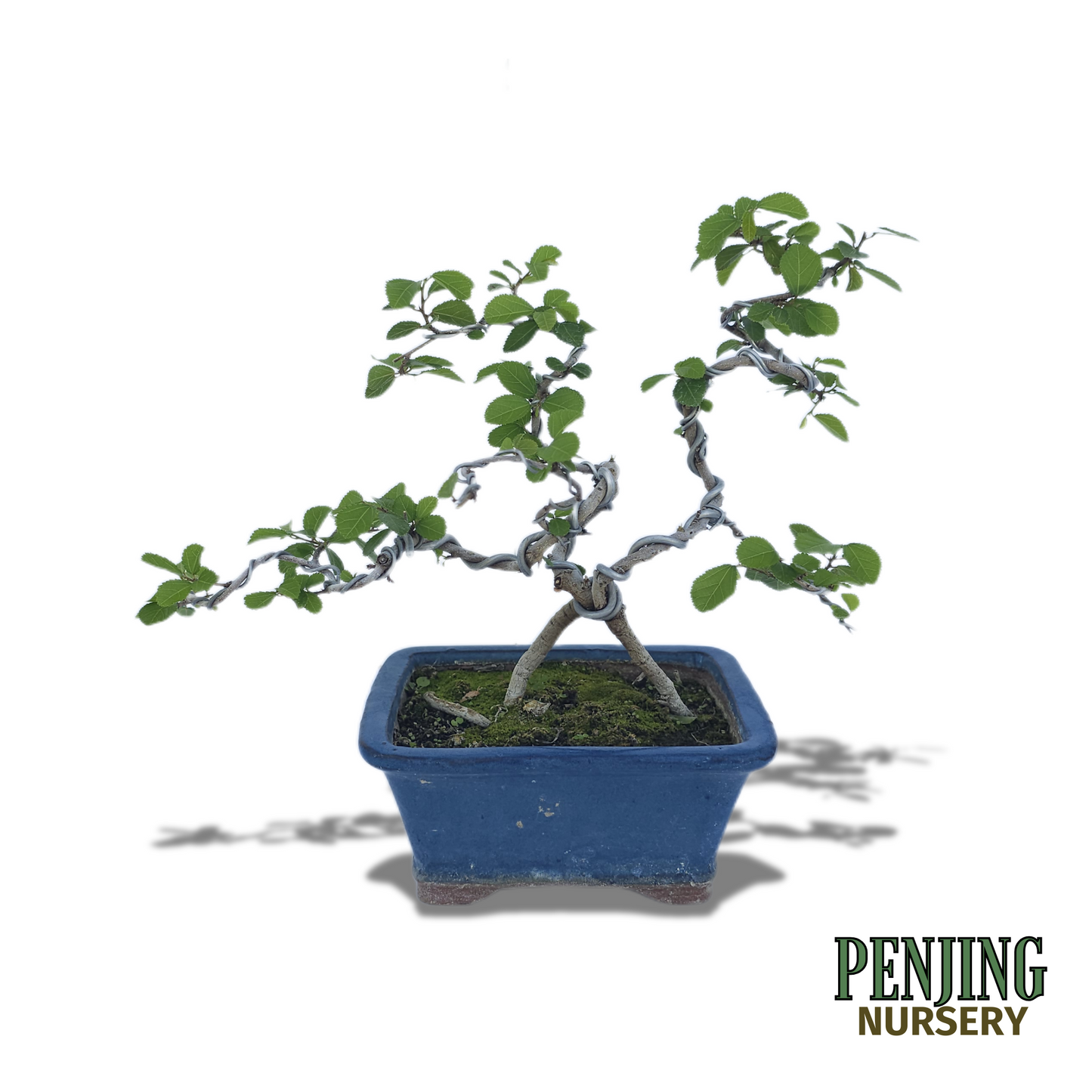 Grewia Caffra Bonsai