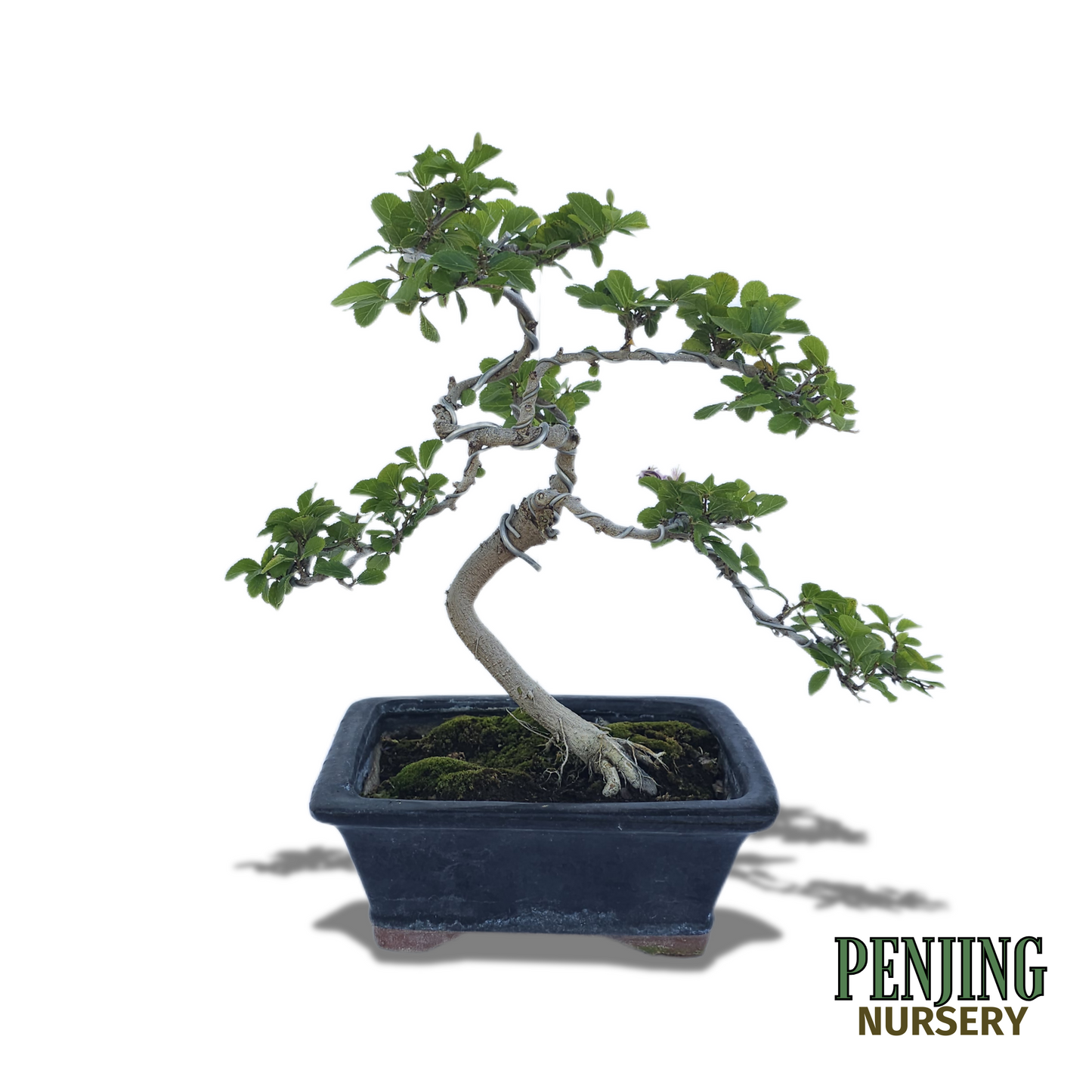 Grewia Caffra Bonsai