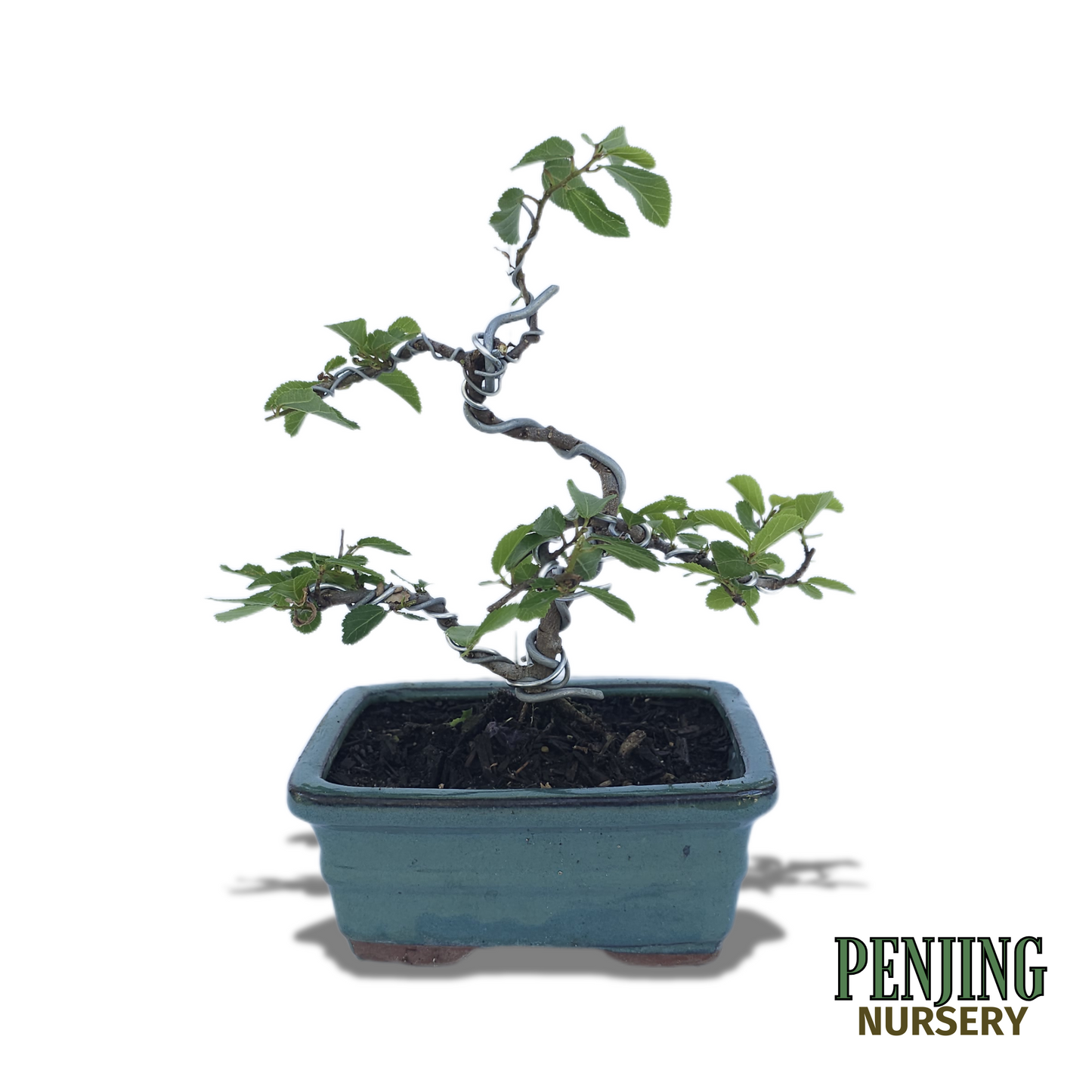 Grewia Caffra Bonsai