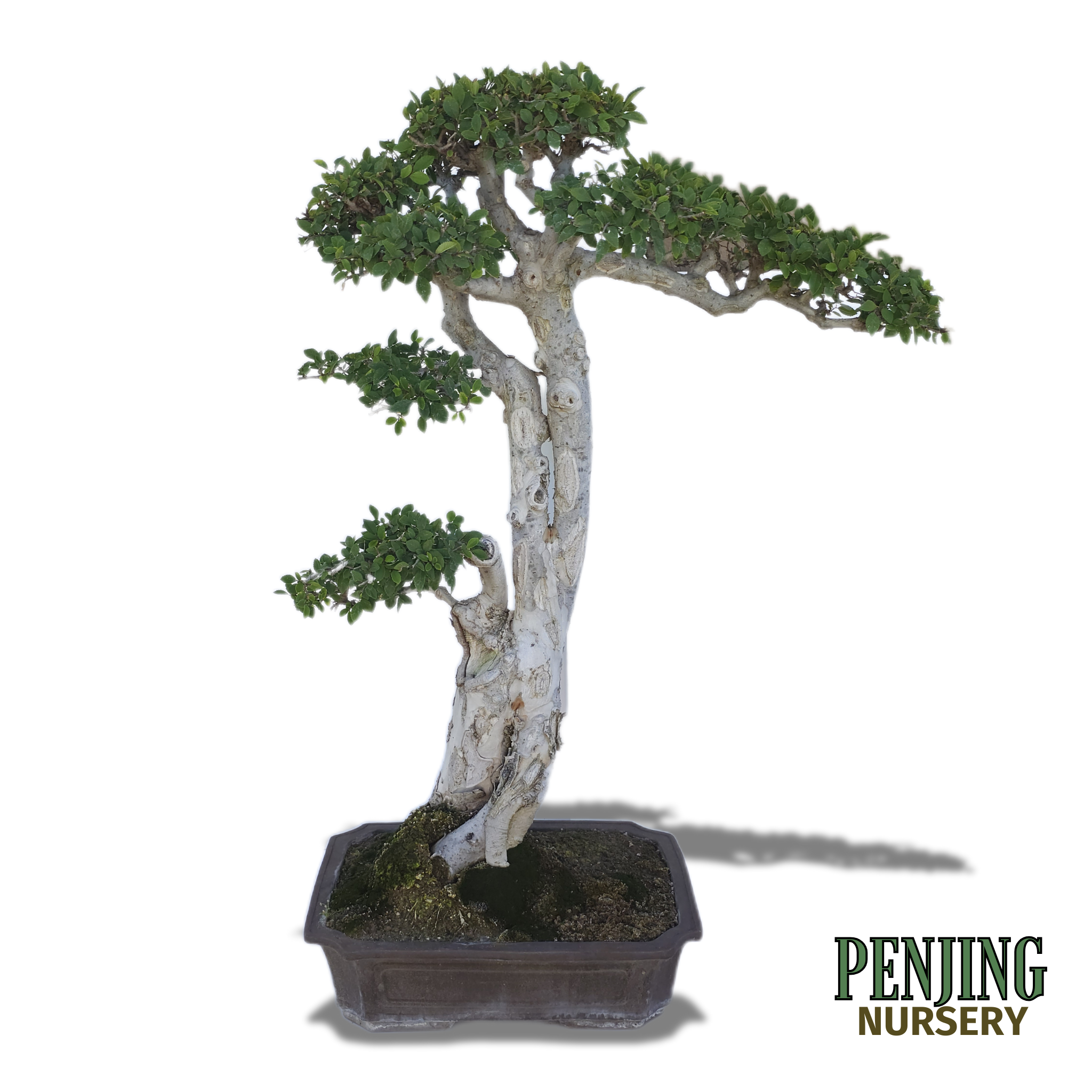 Chinese Elm Bonsai – PenJing Nursery