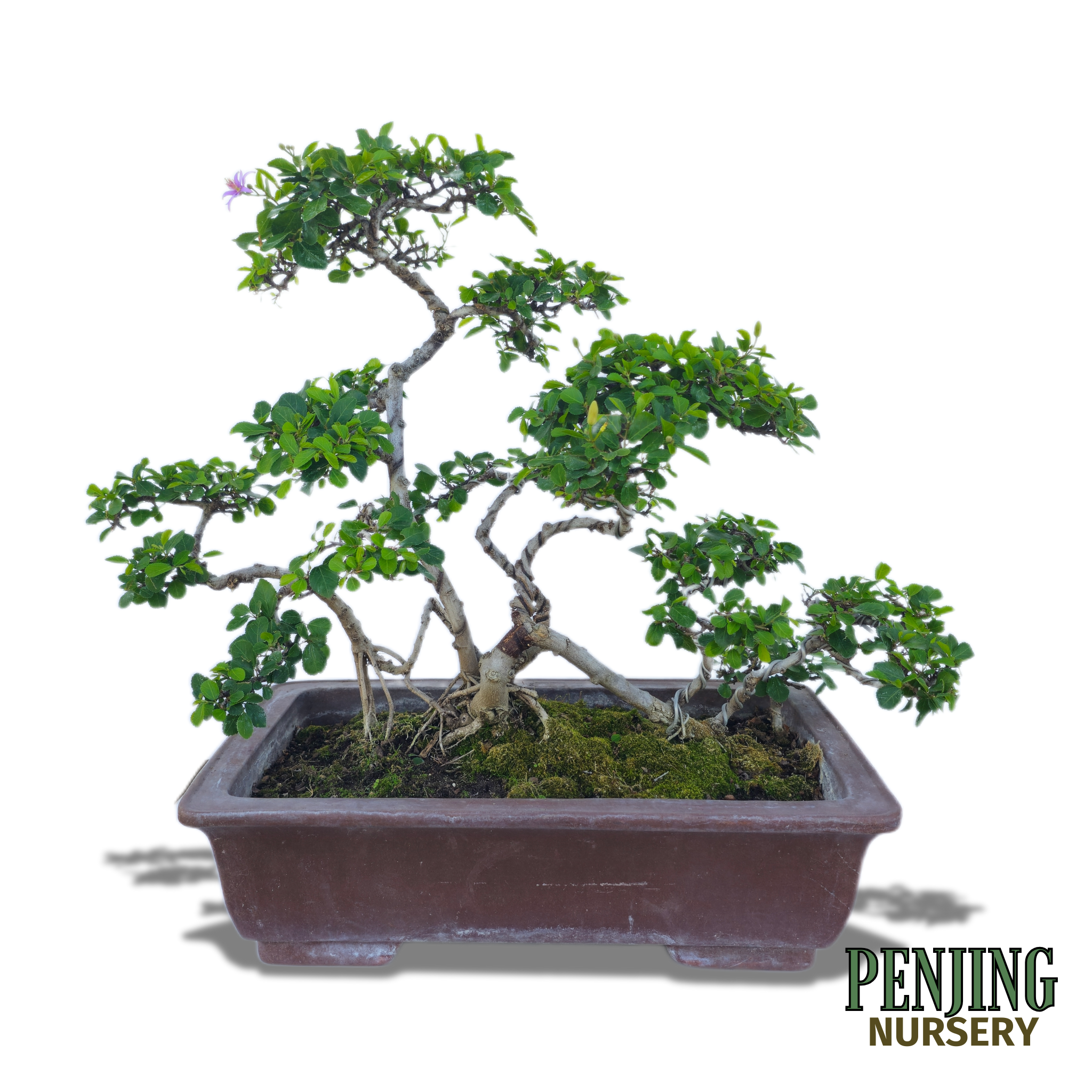 Grewia Caffra Bonsai – PenJing Nursery
