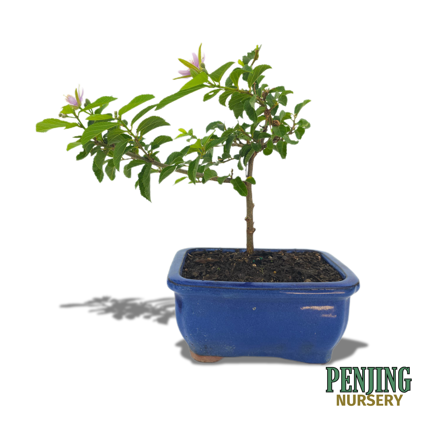 Grewia Caffra Bonsai
