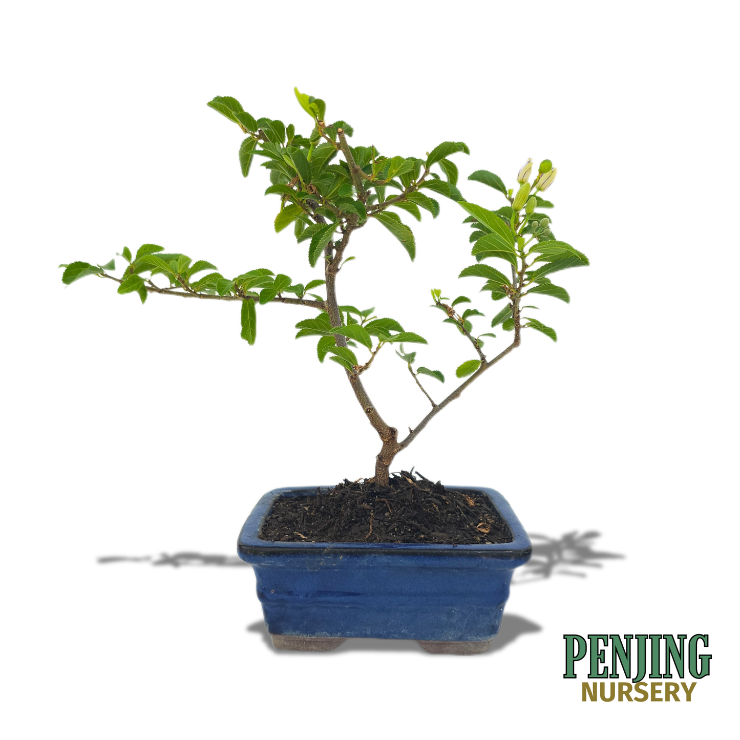 Grewia Caffra Bonsai