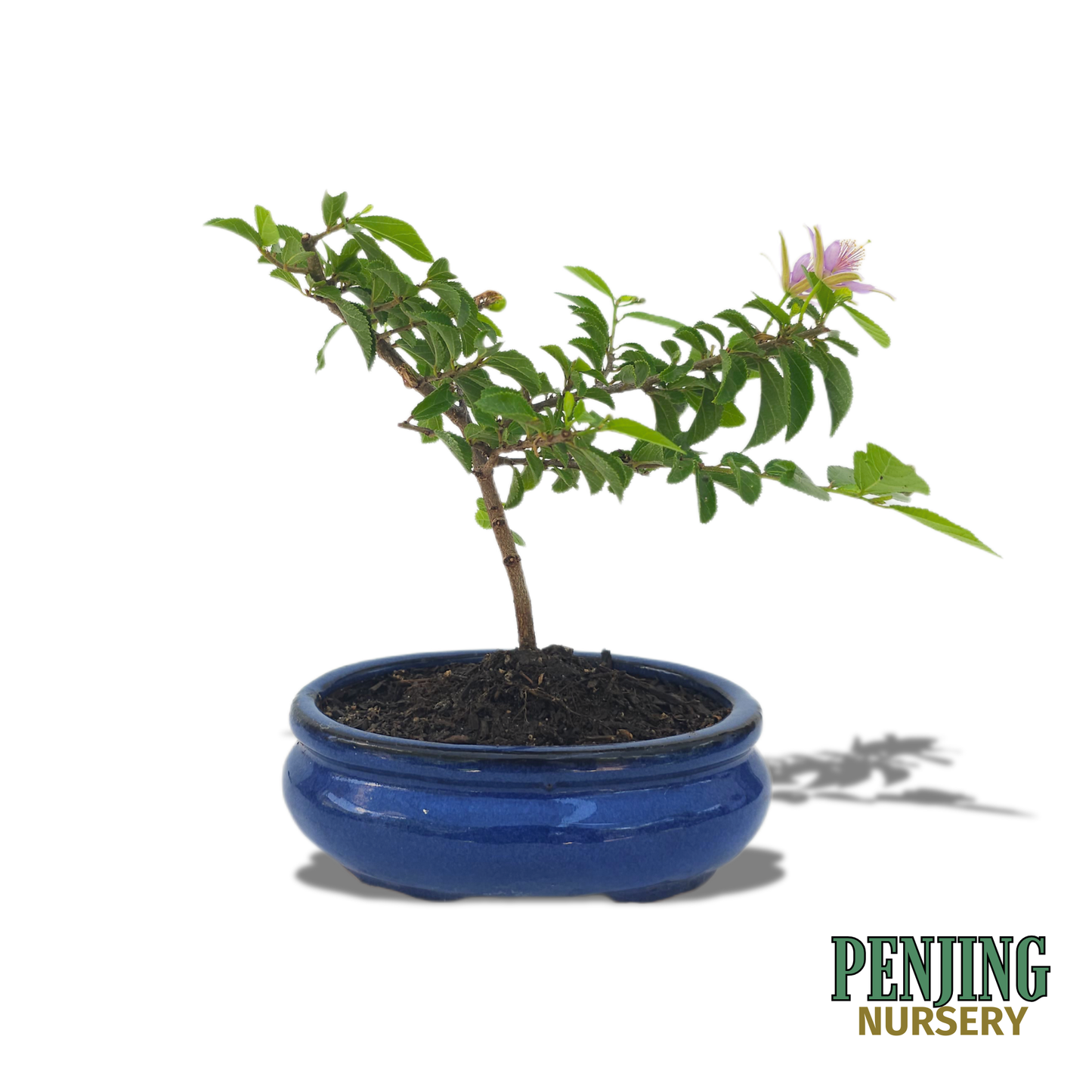 Grewia Caffra Bonsai