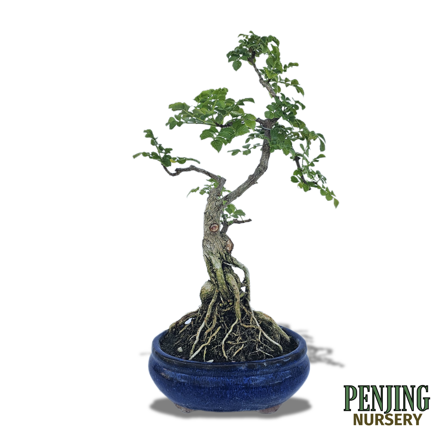 Honeysuckle Bonsai