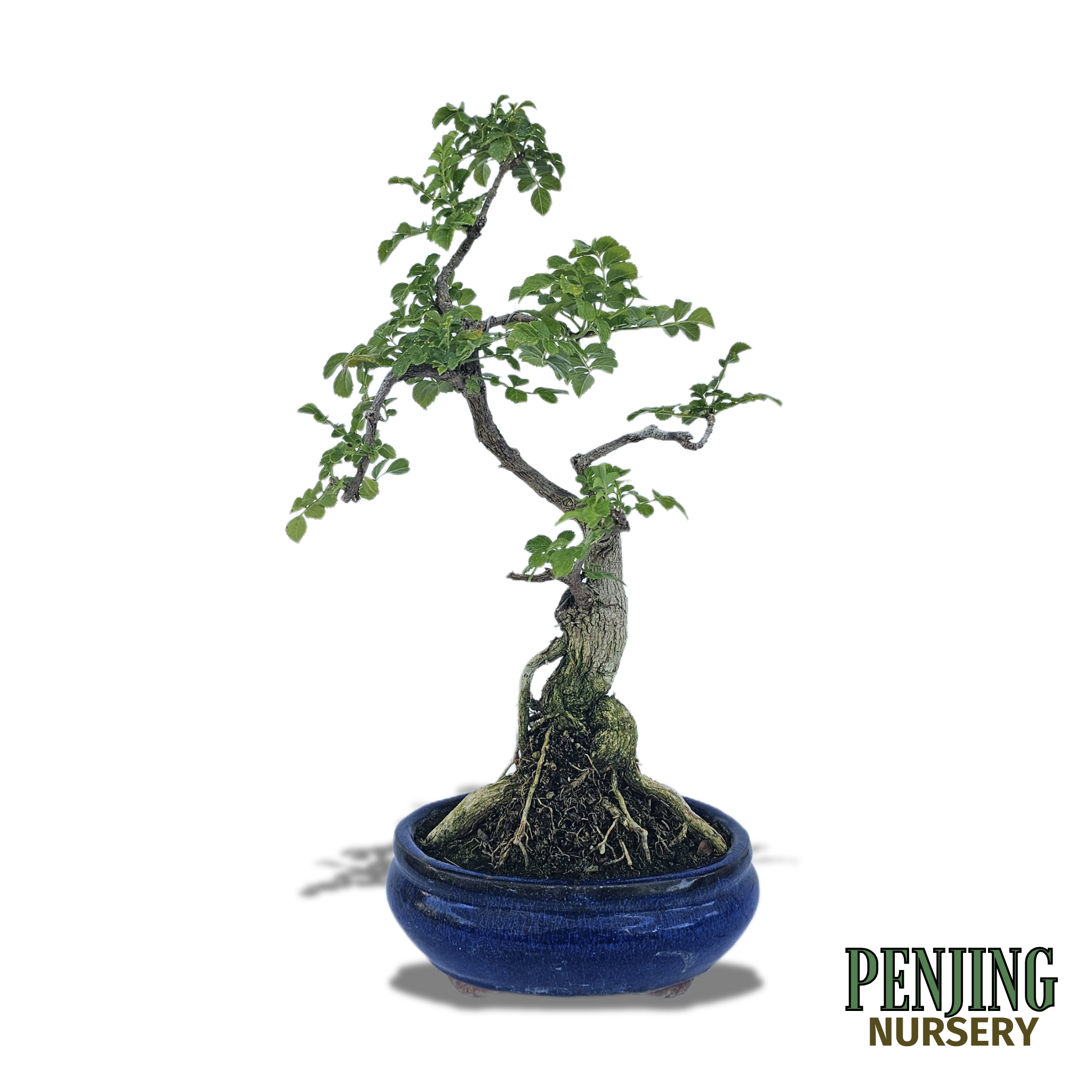 honeysuckle bonsai tree Honeysuckle Bonsai – PenJing Nursery