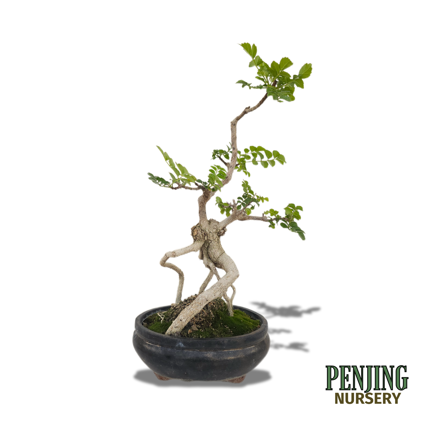 Honeysuckle Bonsai