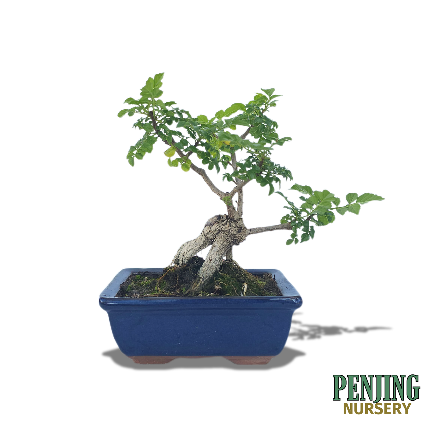 Honeysuckle Bonsai
