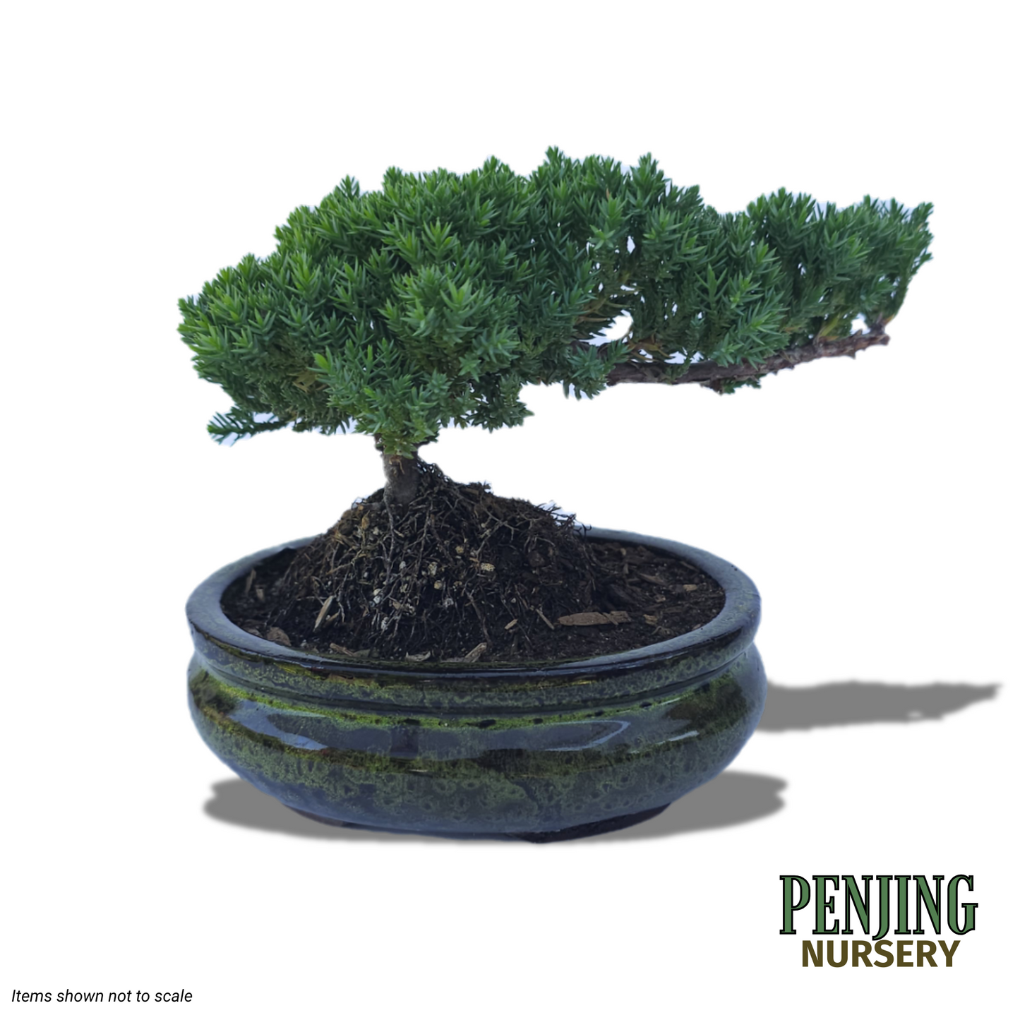 Green Mound Juniper Bonsai