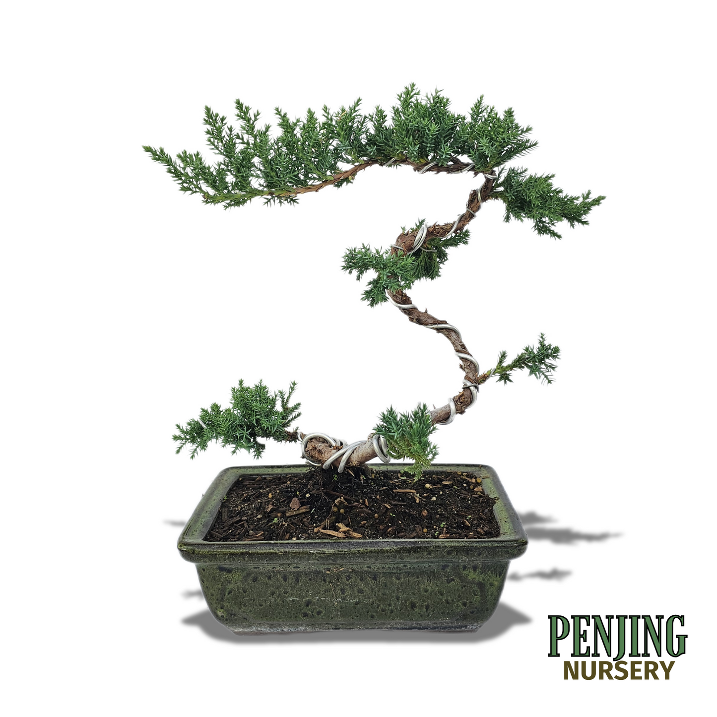 Green Mound Juniper Bonsai