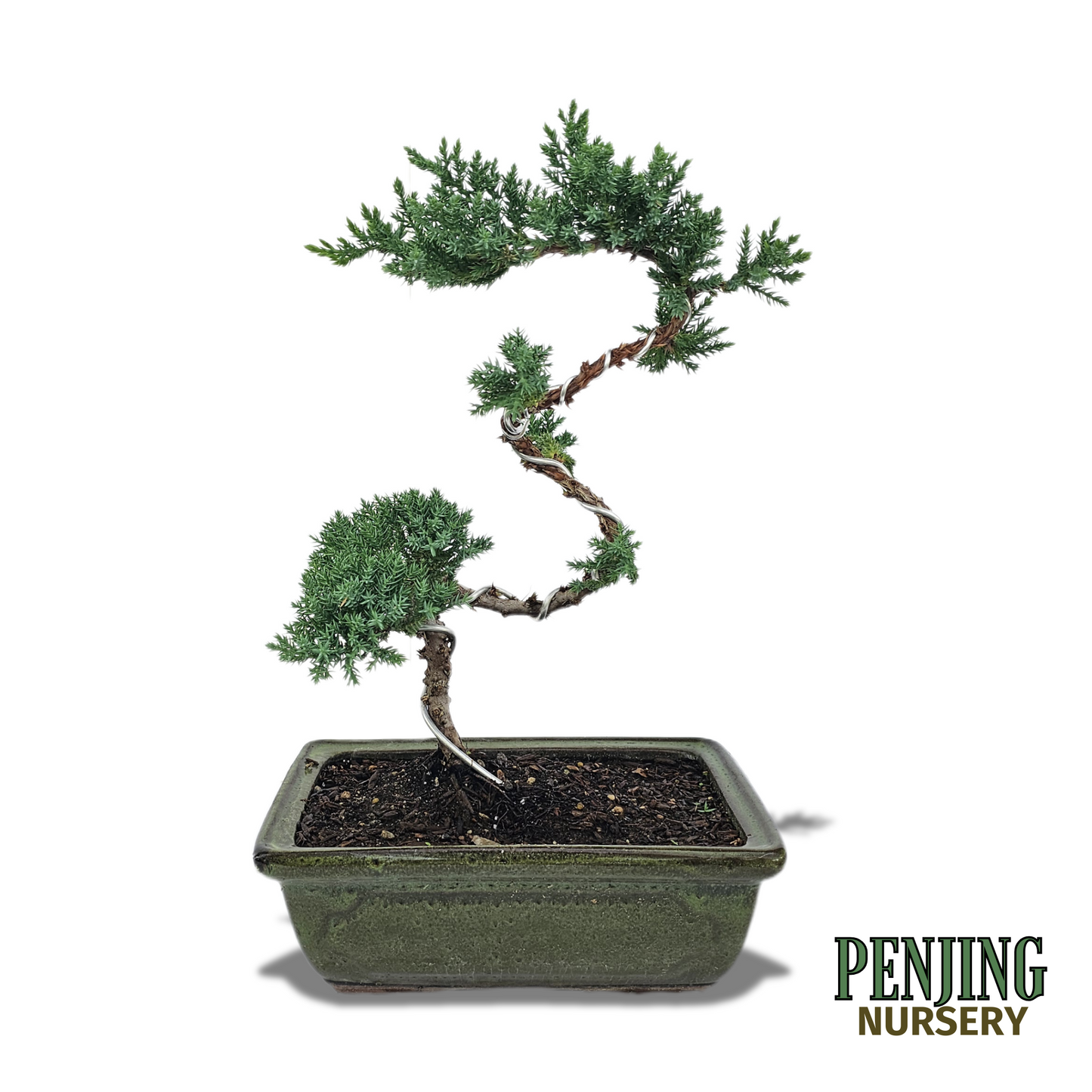Green Mound Juniper Bonsai