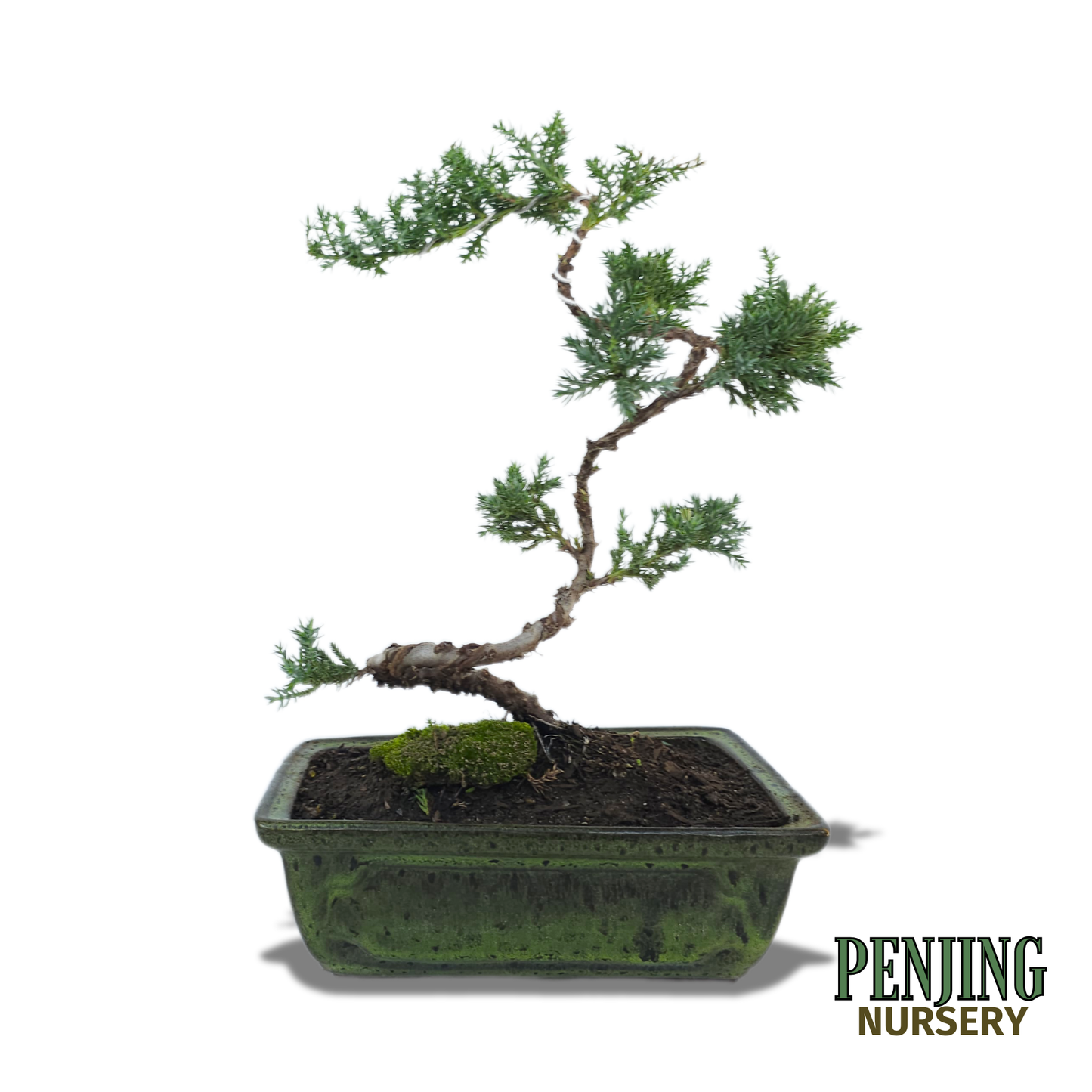 Juniper Bonsai