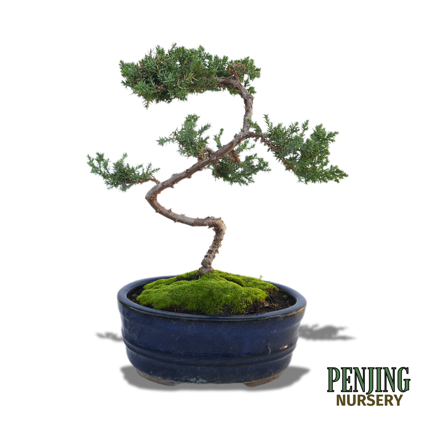 Juniper Bonsai