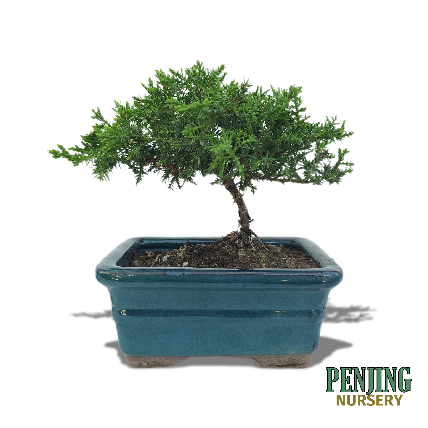 Juniper Bonsai