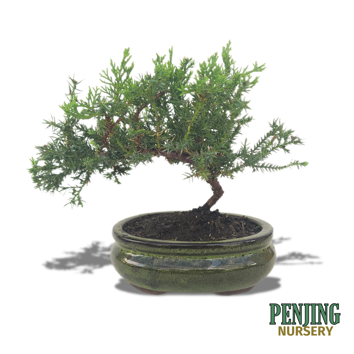 Juniper Bonsai