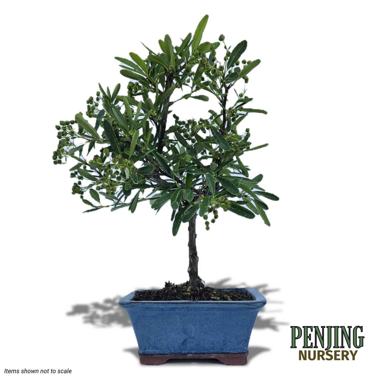 Pyracantha Bonsai