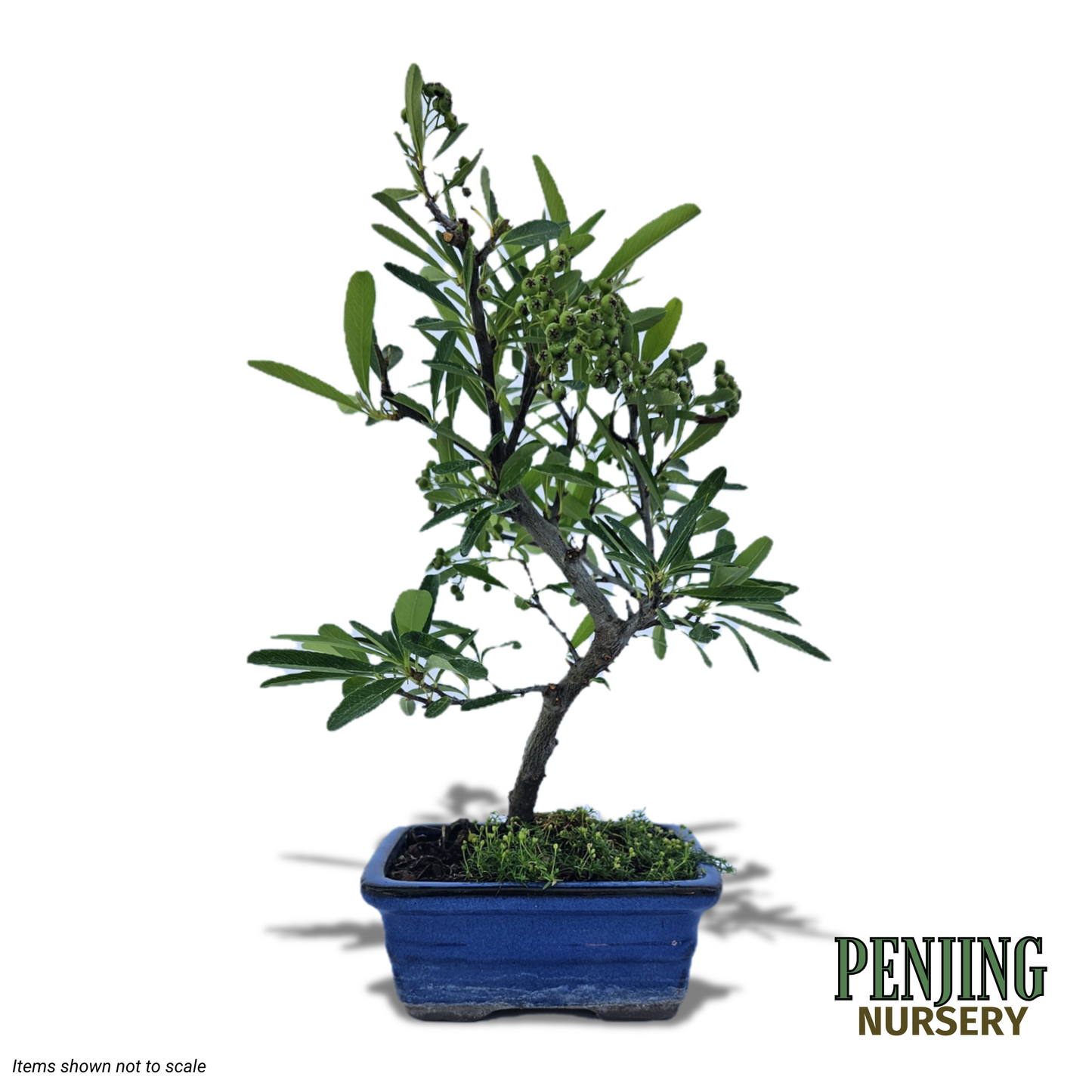 Pyracantha Bonsai