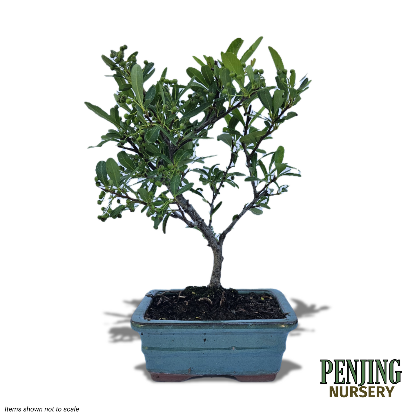 Pyracantha Bonsai