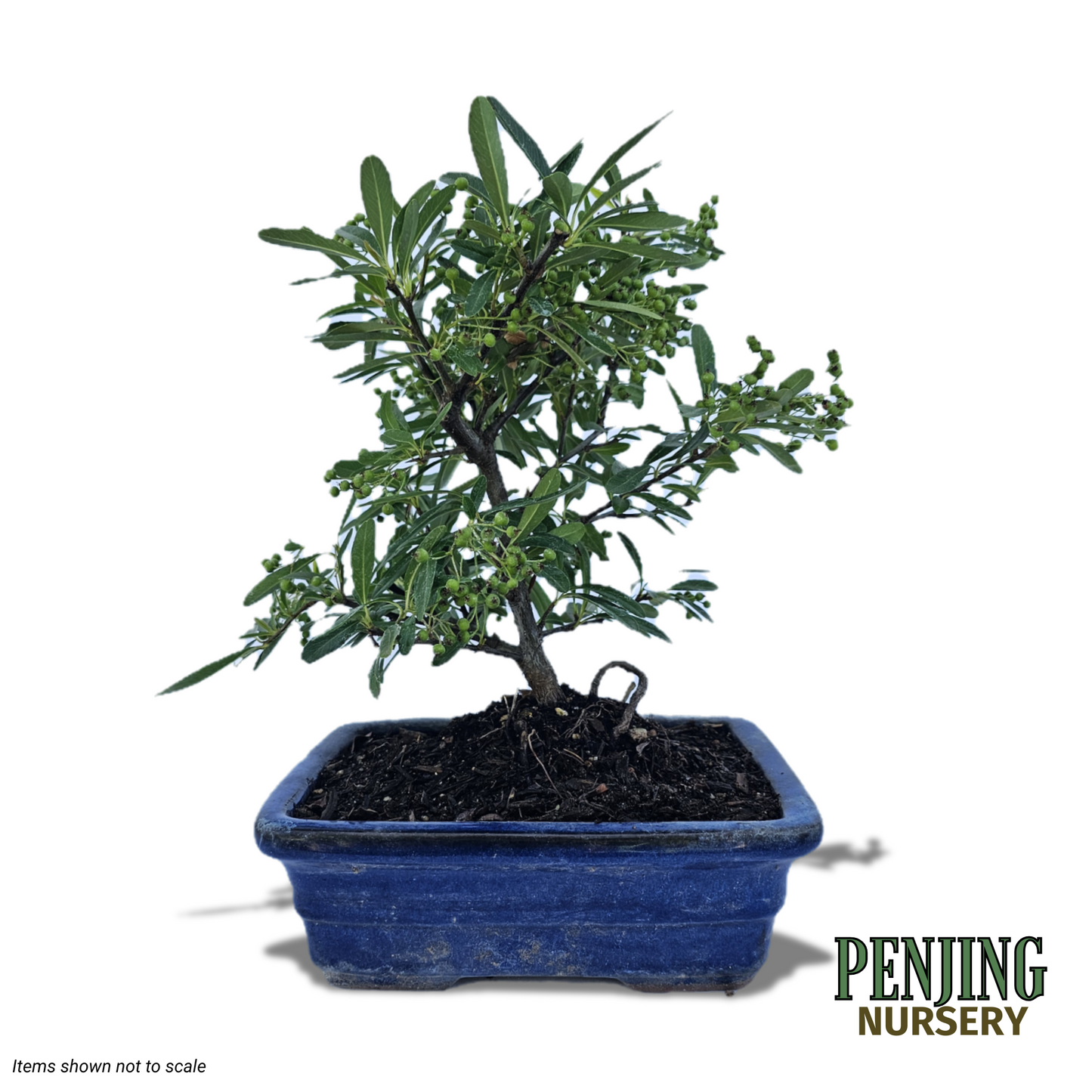 Pyracantha Bonsai