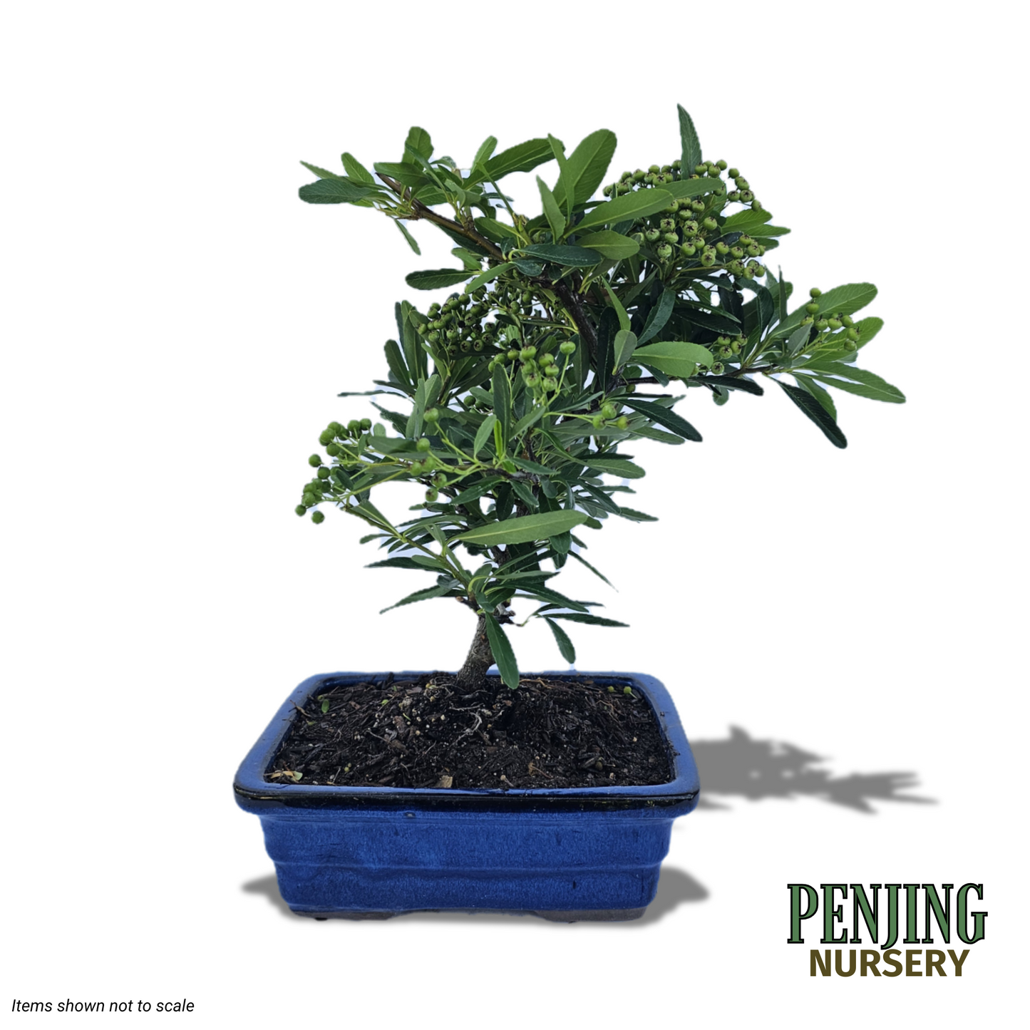 Pyracantha Bonsai