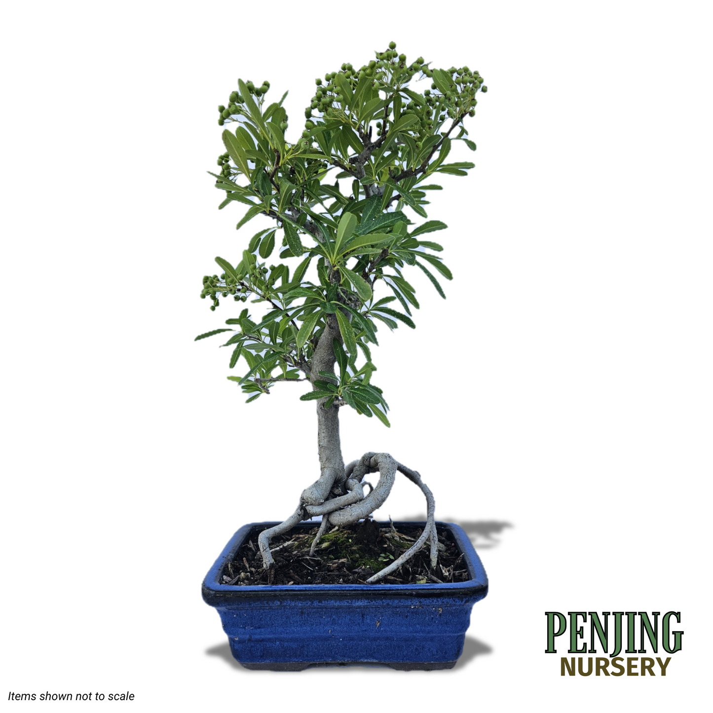 Pyracantha Bonsai