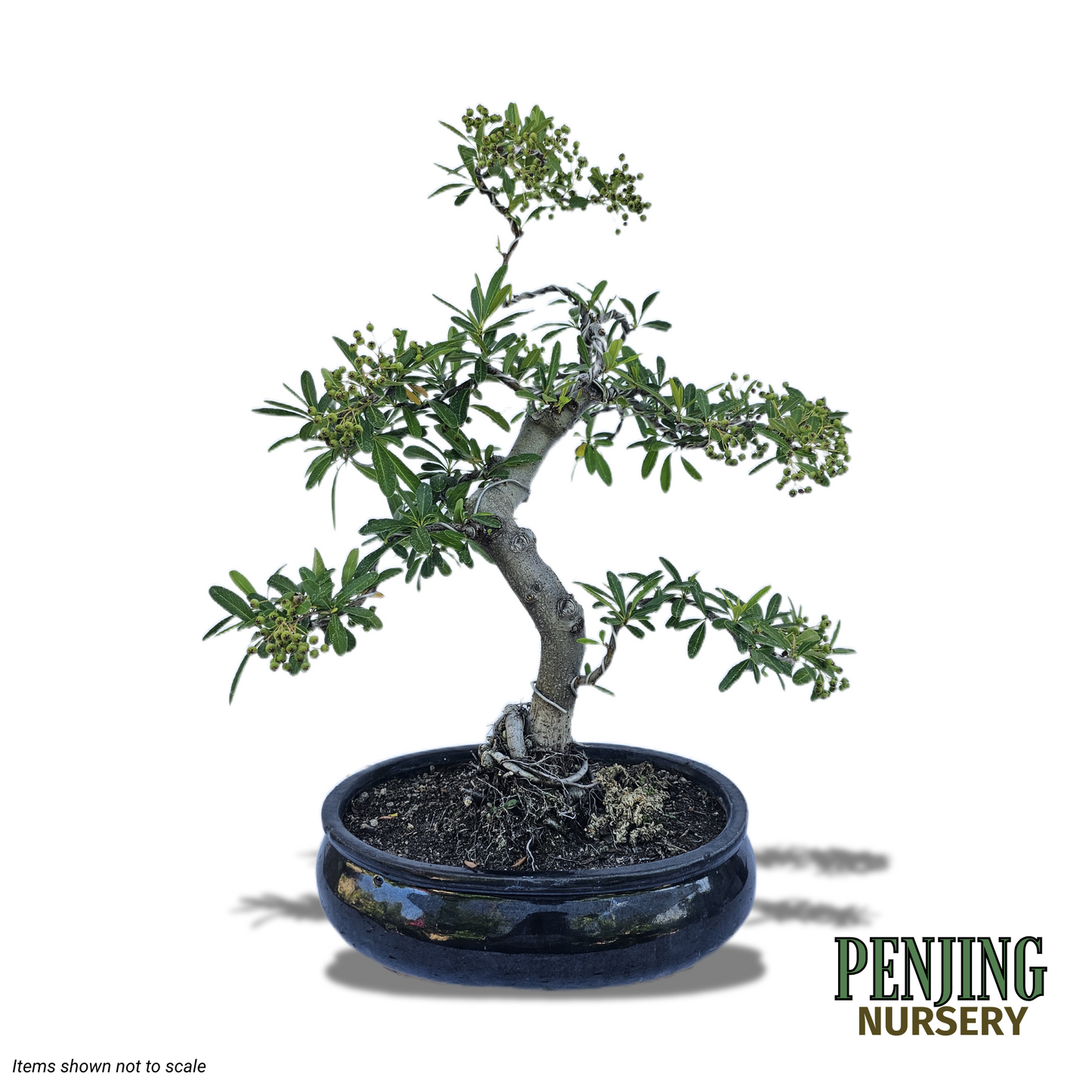 Pyracantha Bonsai