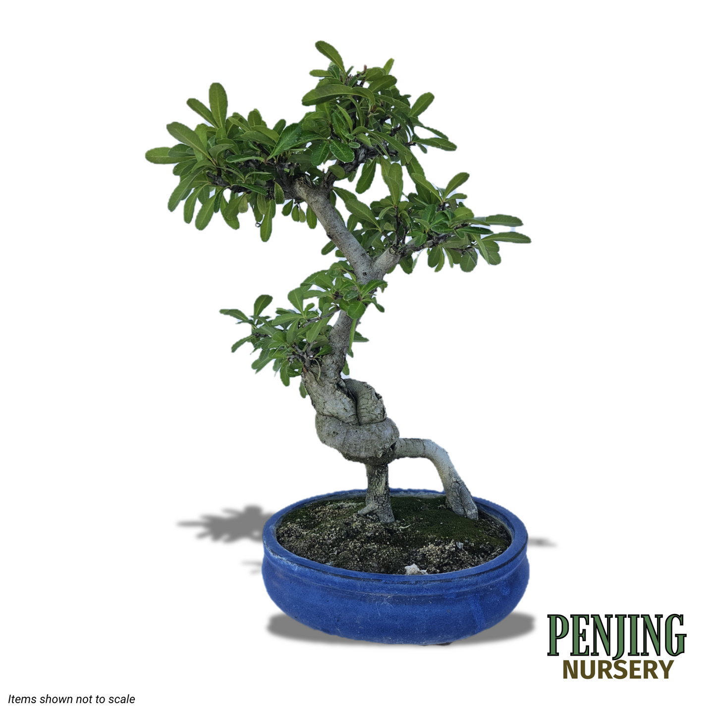 Pyracantha Bonsai
