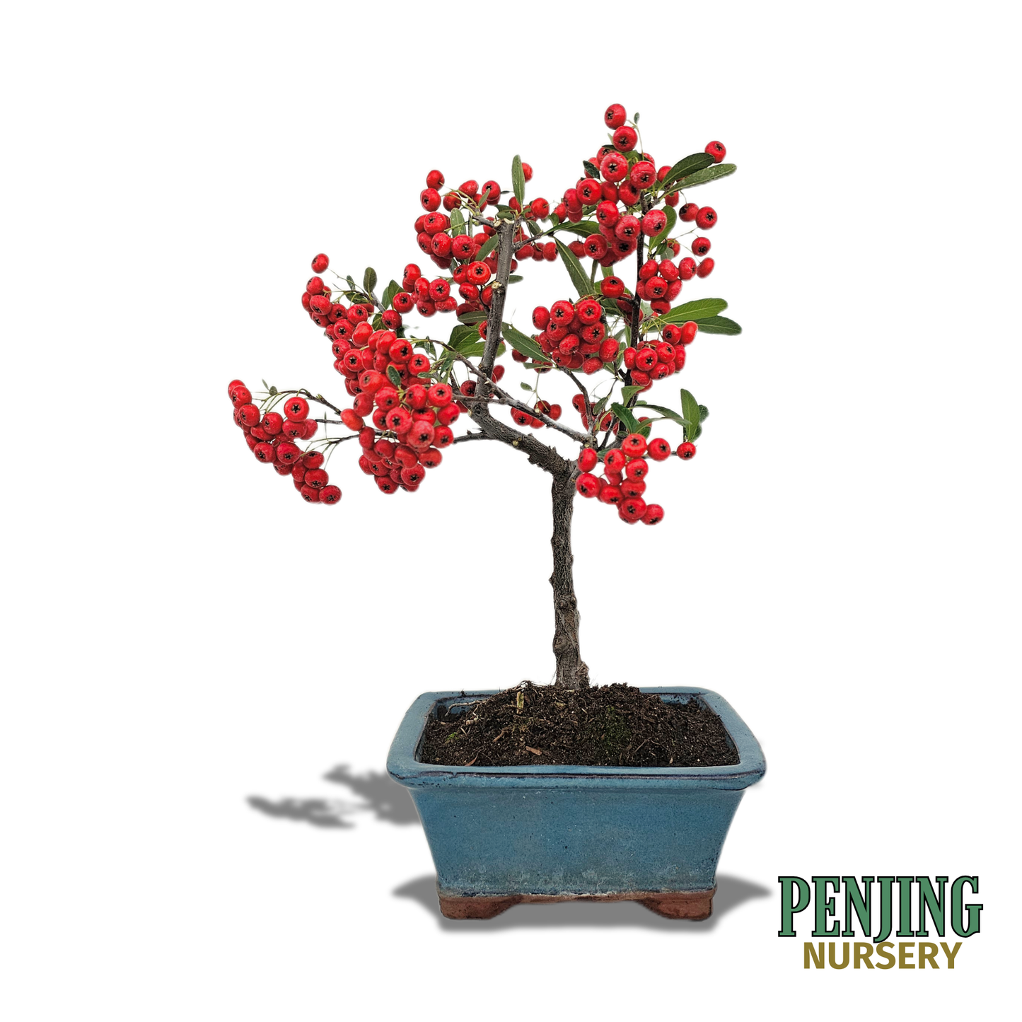 Pyracantha Bonsai