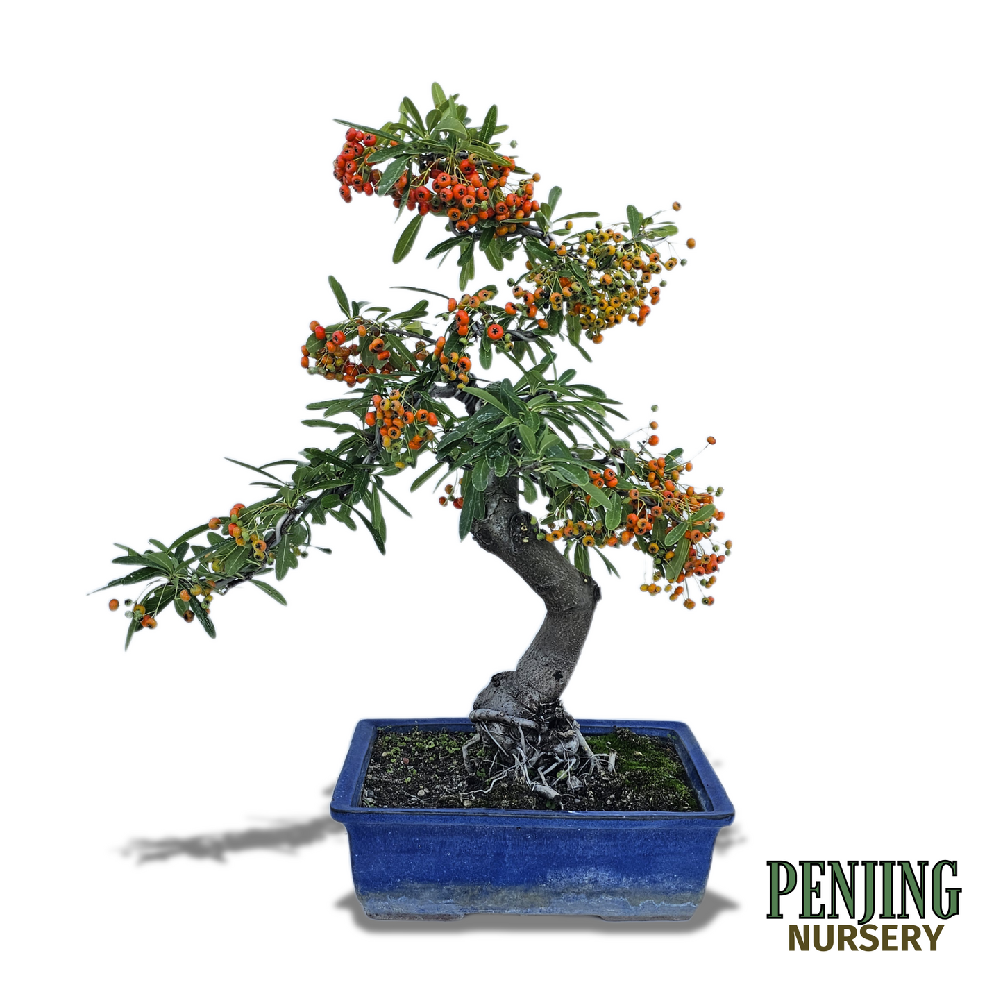 Pyracantha Bonsai