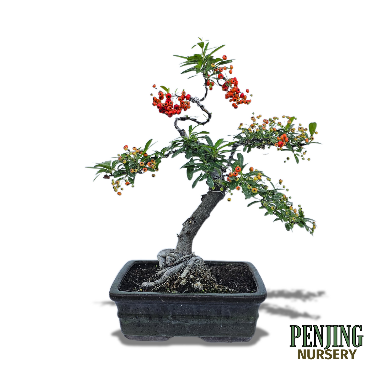 Pyracantha Bonsai