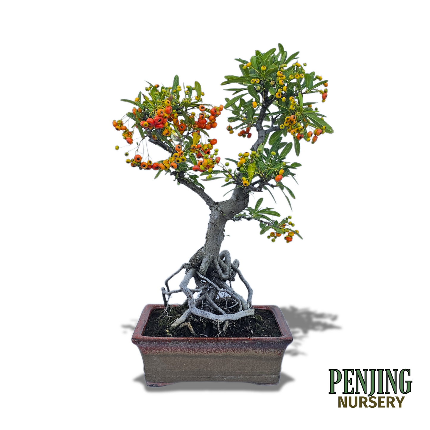 Pyracantha Bonsai