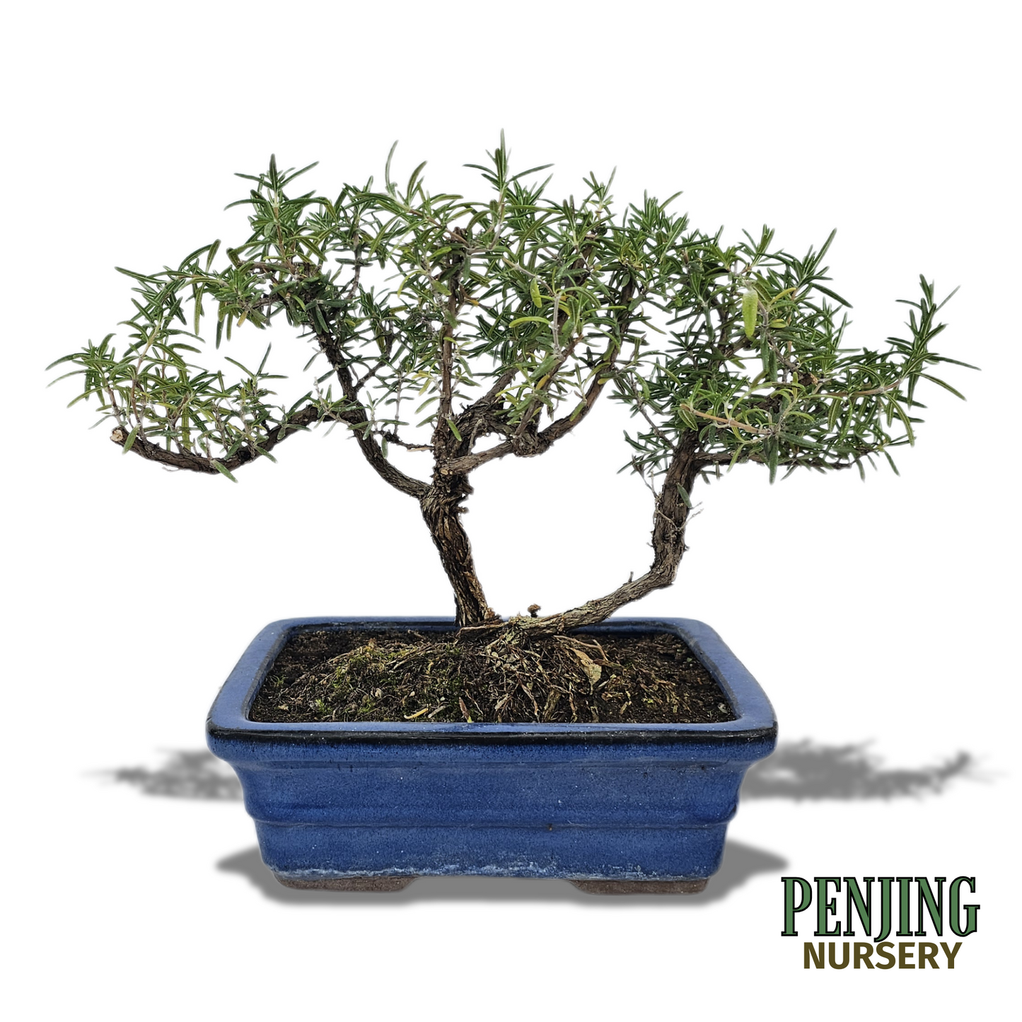 Rosemary Bonsai