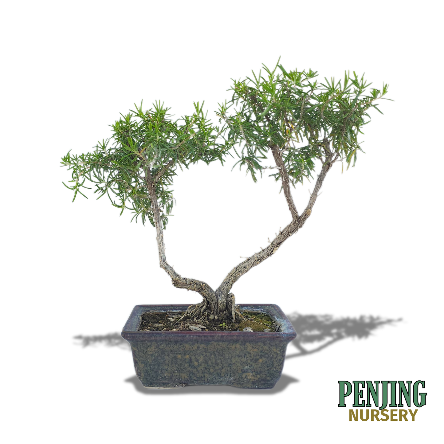 Rosemary Bonsai