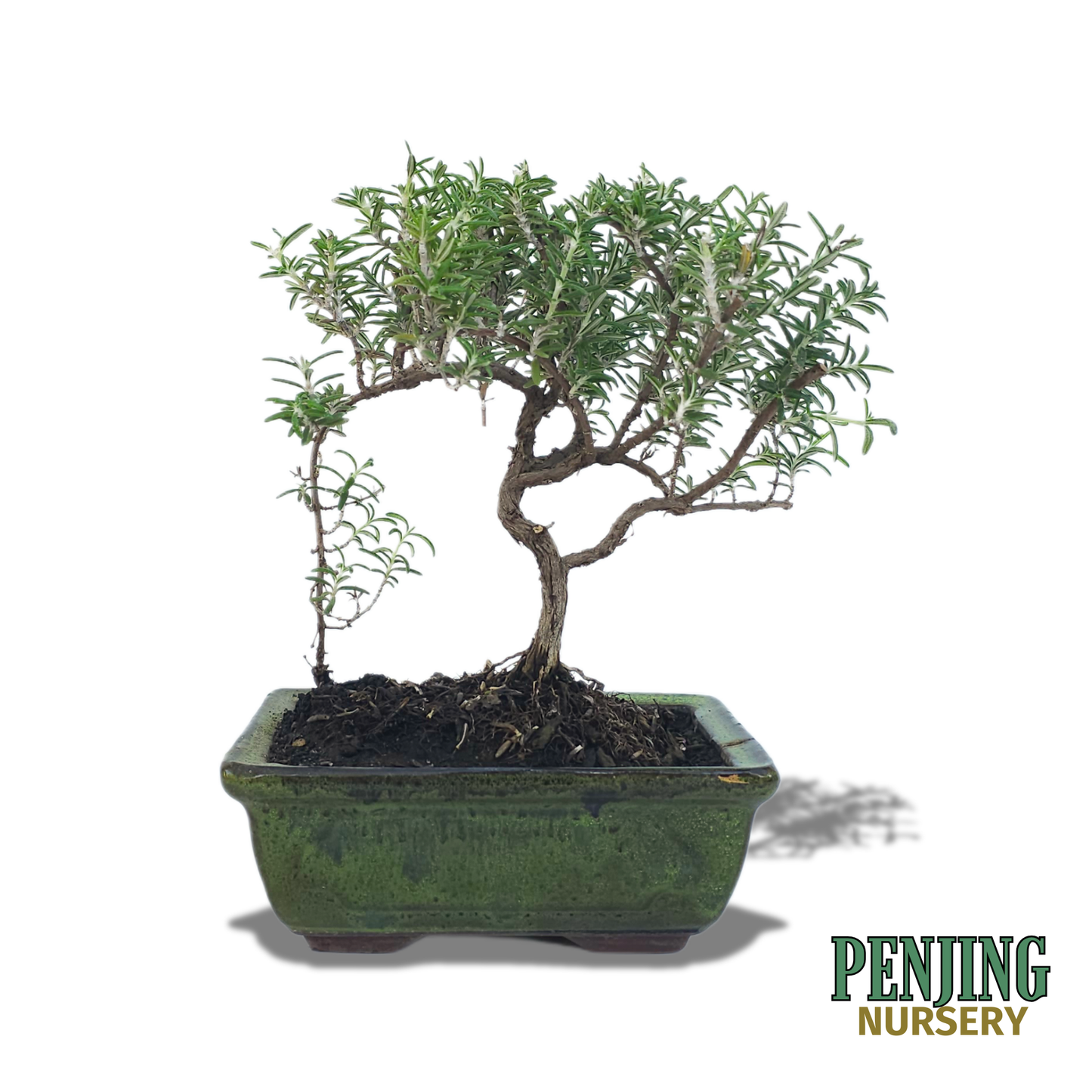 Rosemary Bonsai