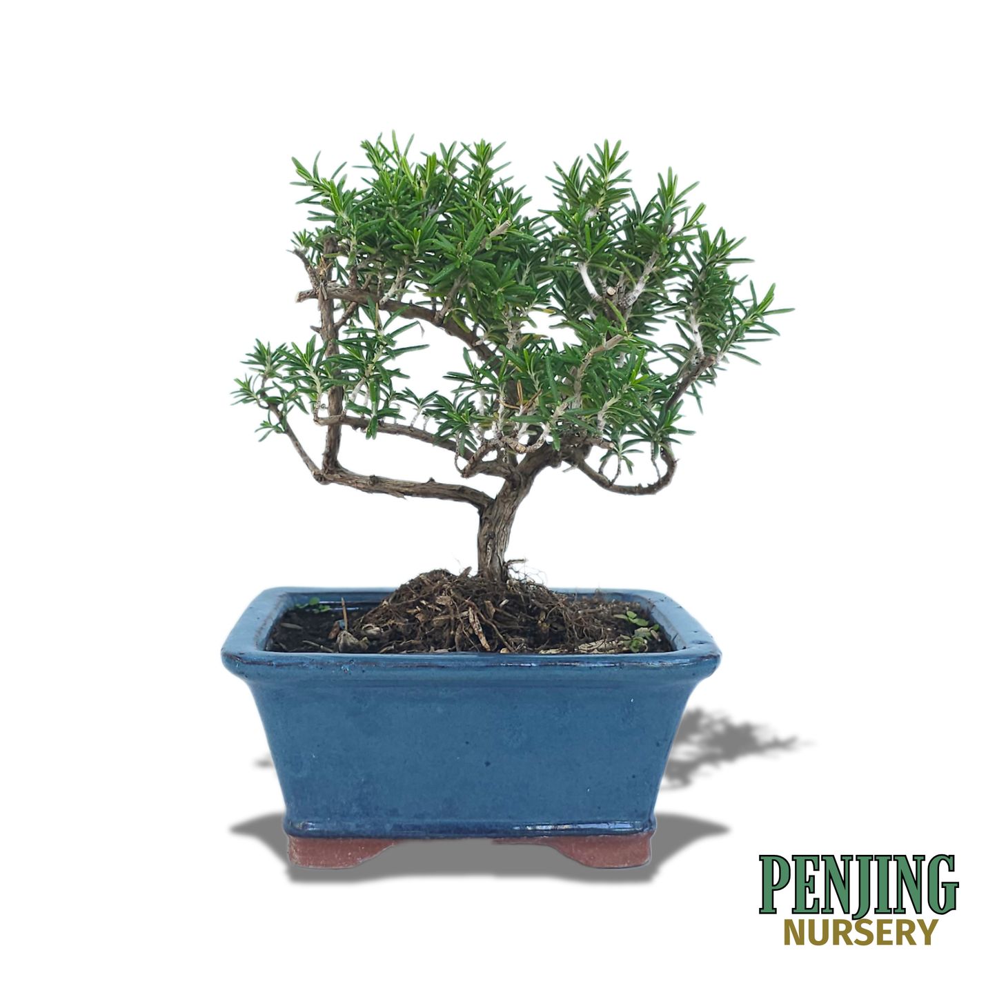 Rosemary Bonsai