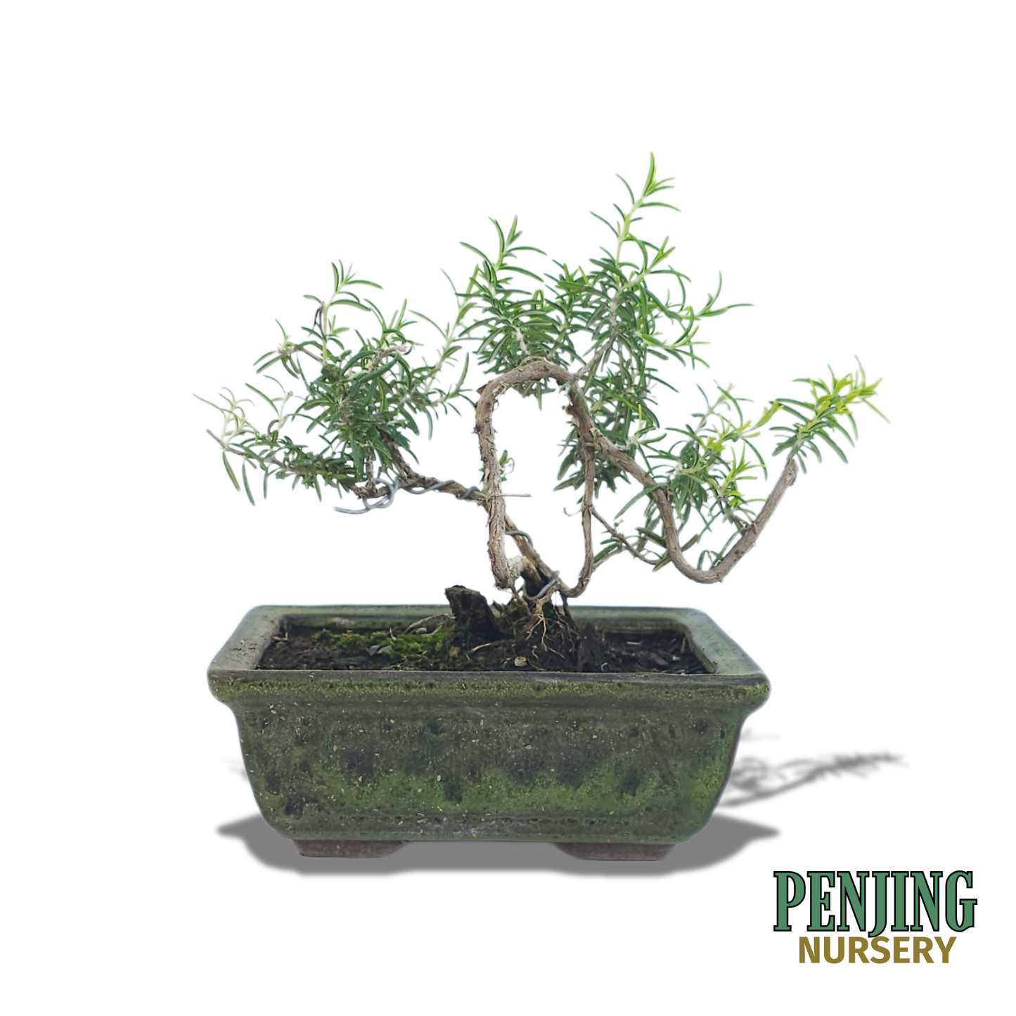 Rosemary Bonsai
