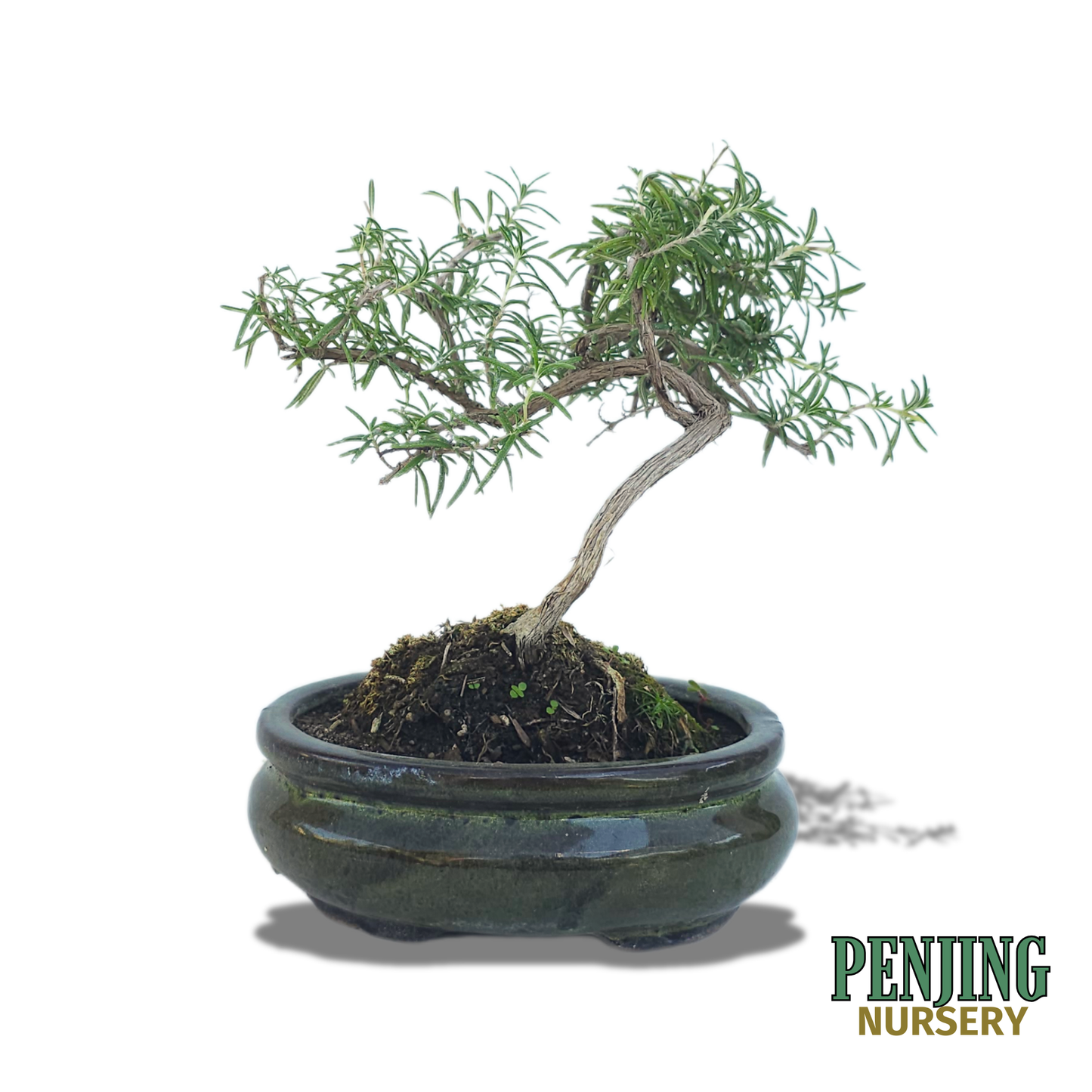 Rosemary Bonsai