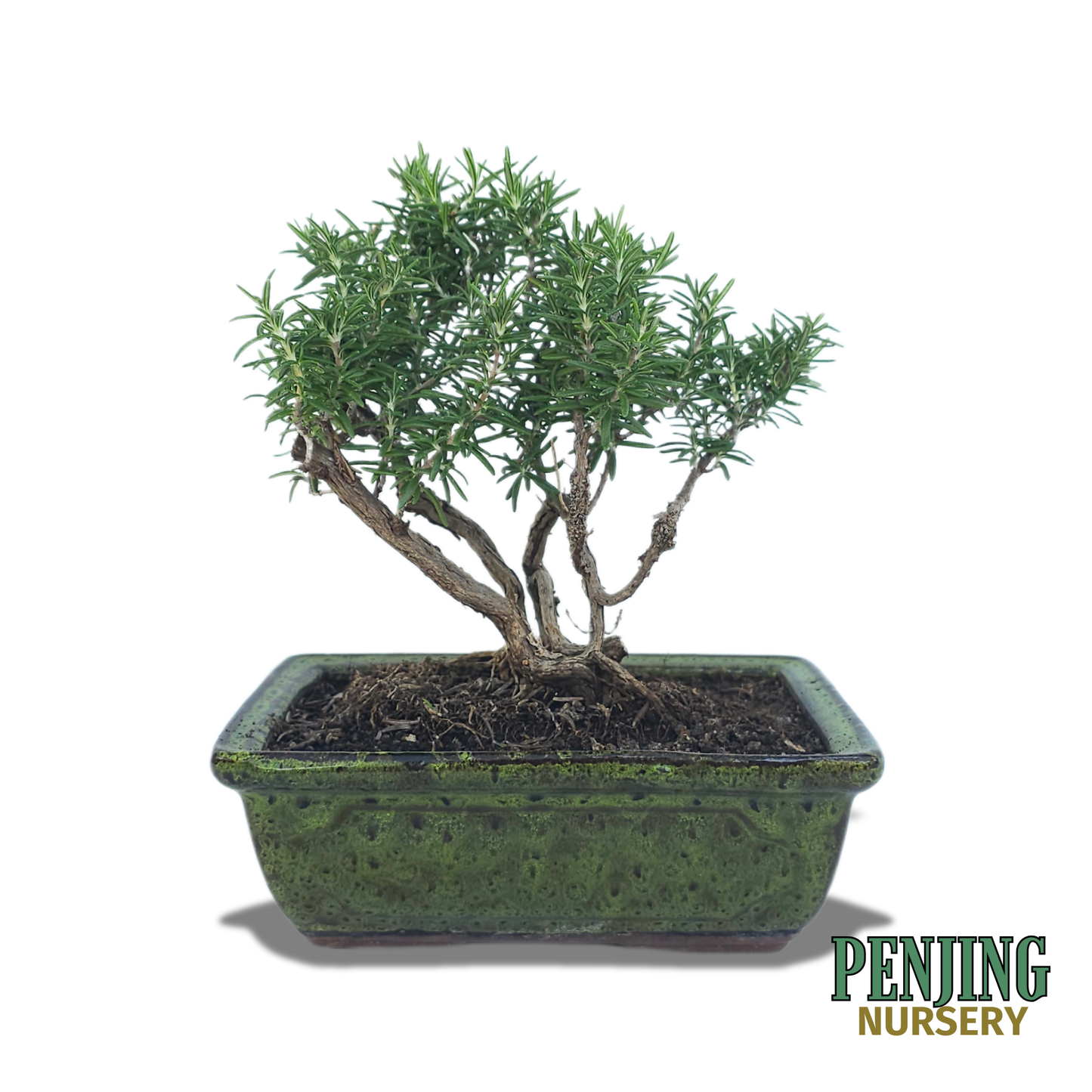 Rosemary Bonsai