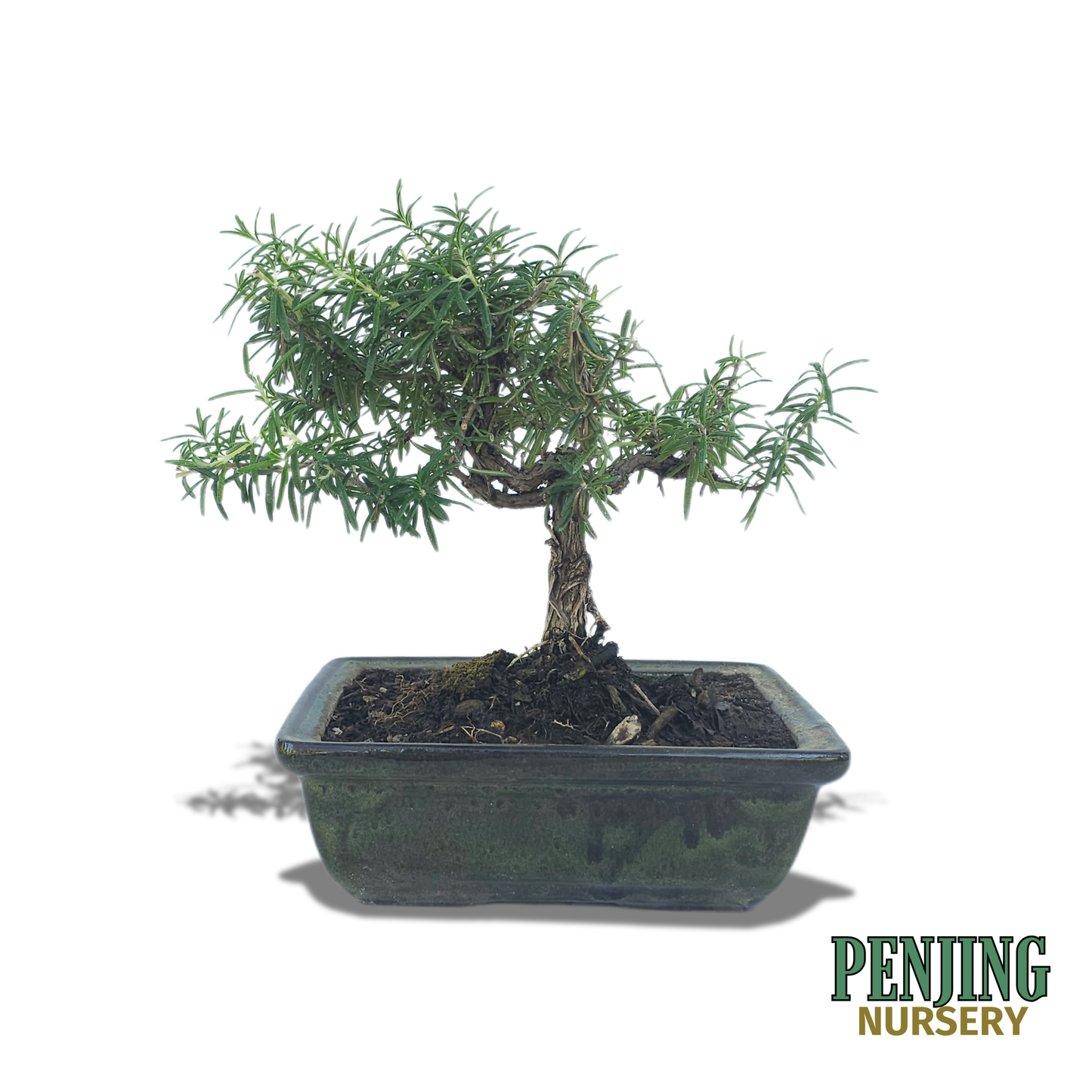 Rosemary Bonsai