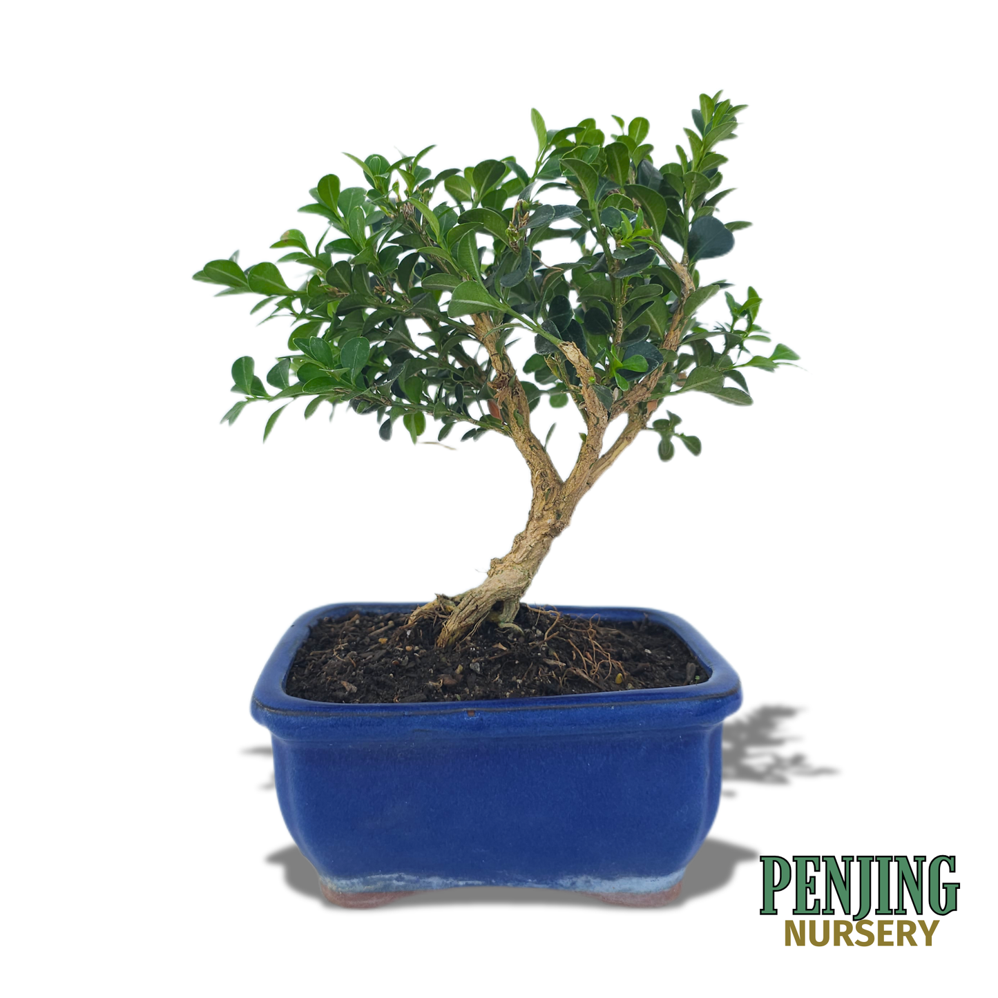 Boxwood Bonsai