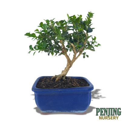 Boxwood Bonsai