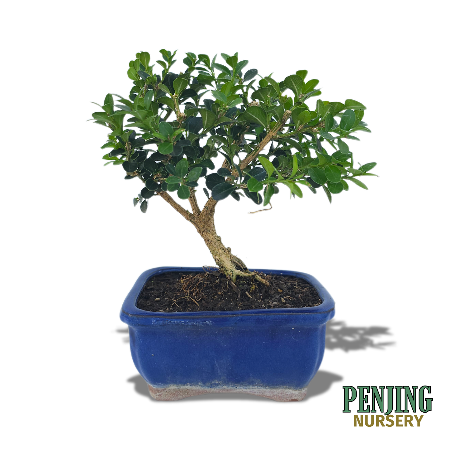 Boxwood Bonsai