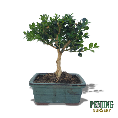Boxwood Bonsai
