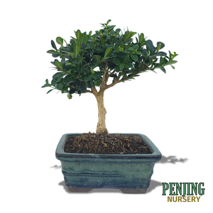 Boxwood Bonsai
