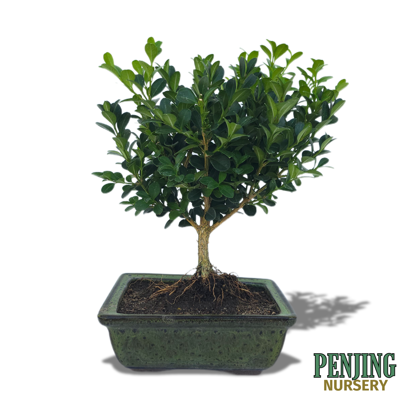 Boxwood Bonsai